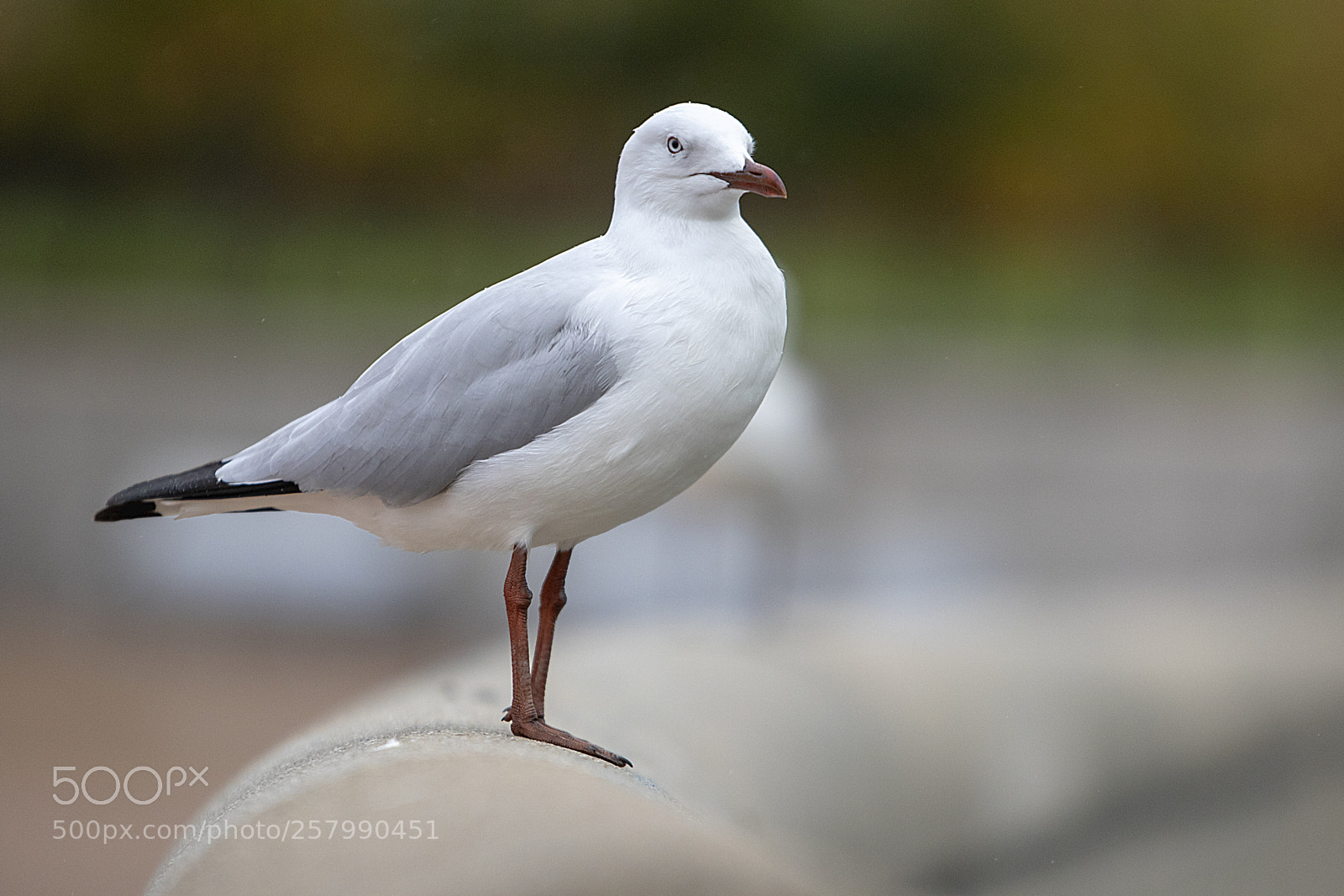 Canon EOS 7D Mark II sample photo. Gull photography