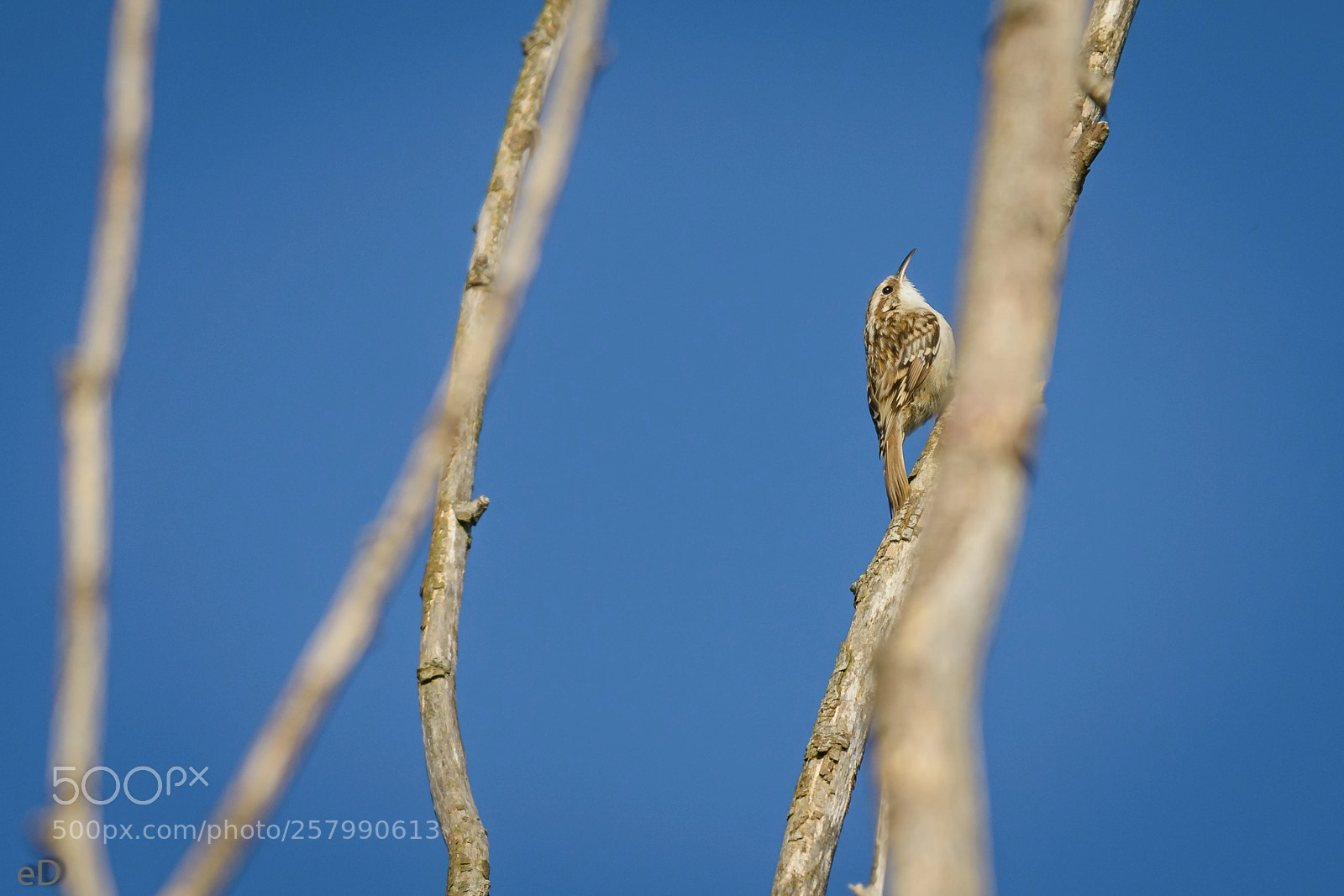 Nikon D7100 sample photo. Treecreeper in the morningsun photography