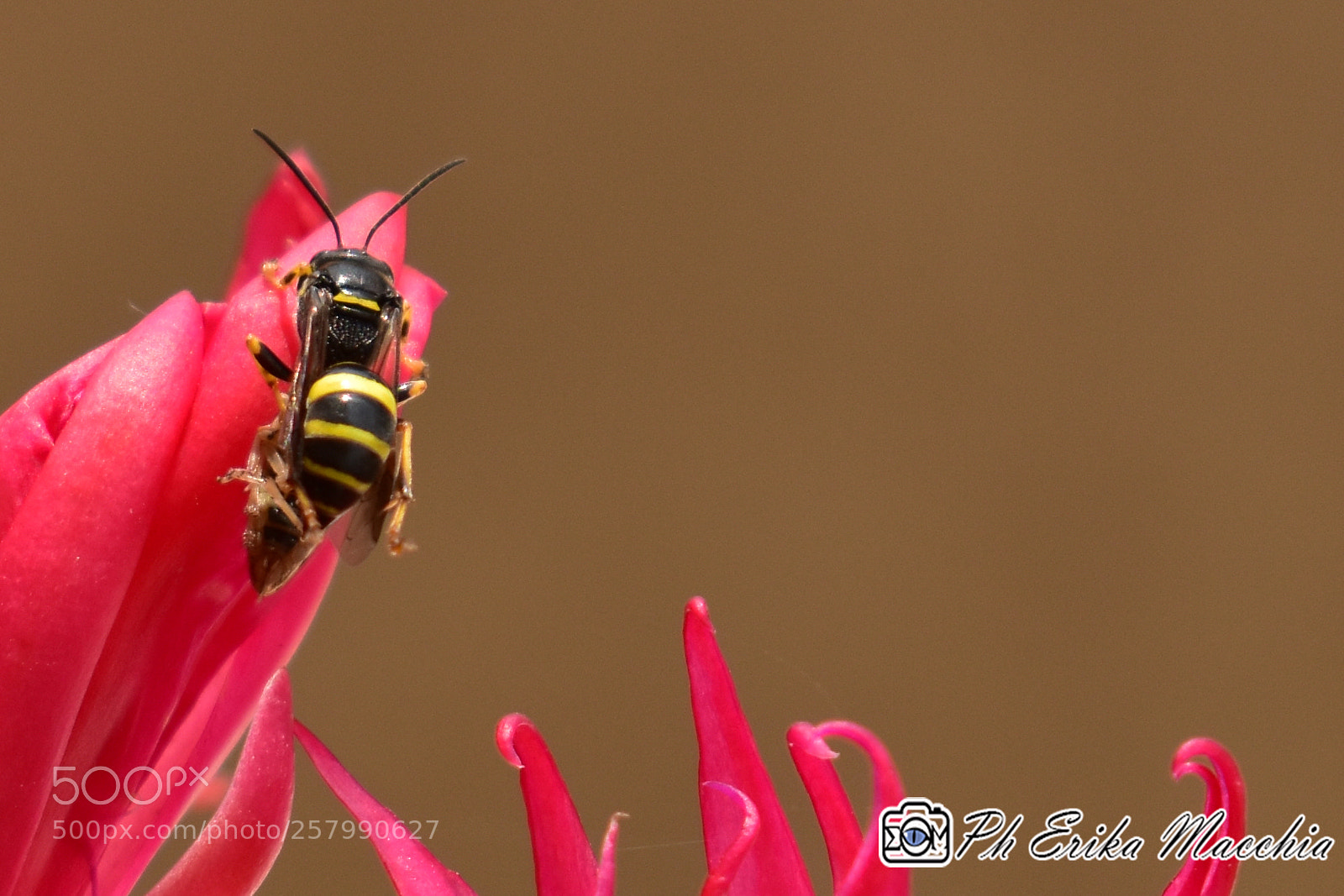 Nikon D3400 sample photo. Bee photography