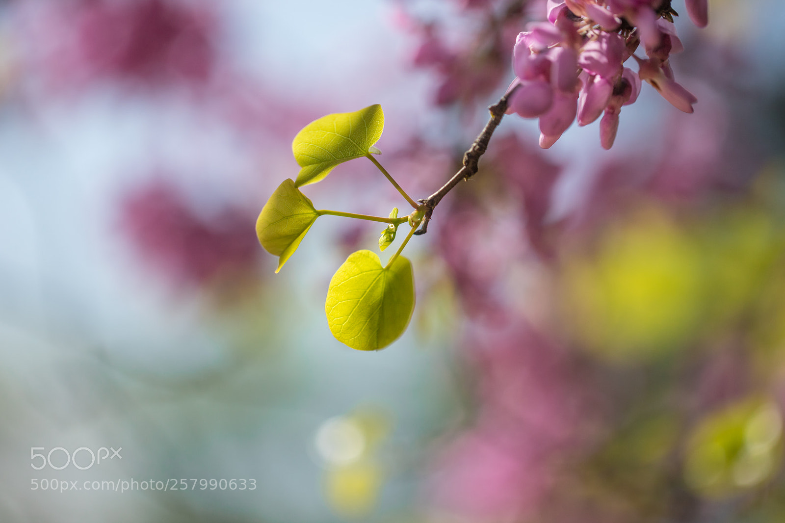 Canon EOS 6D Mark II sample photo. Spring photography
