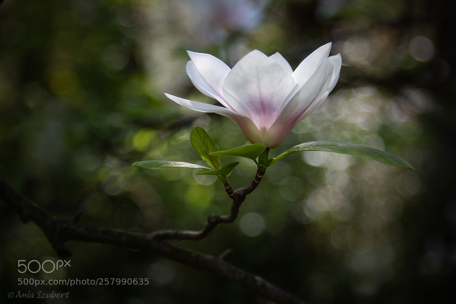 Canon EOS 7D sample photo. White magnolia photography