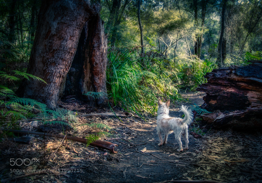 Canon EOS 70D sample photo. Curious pup photography