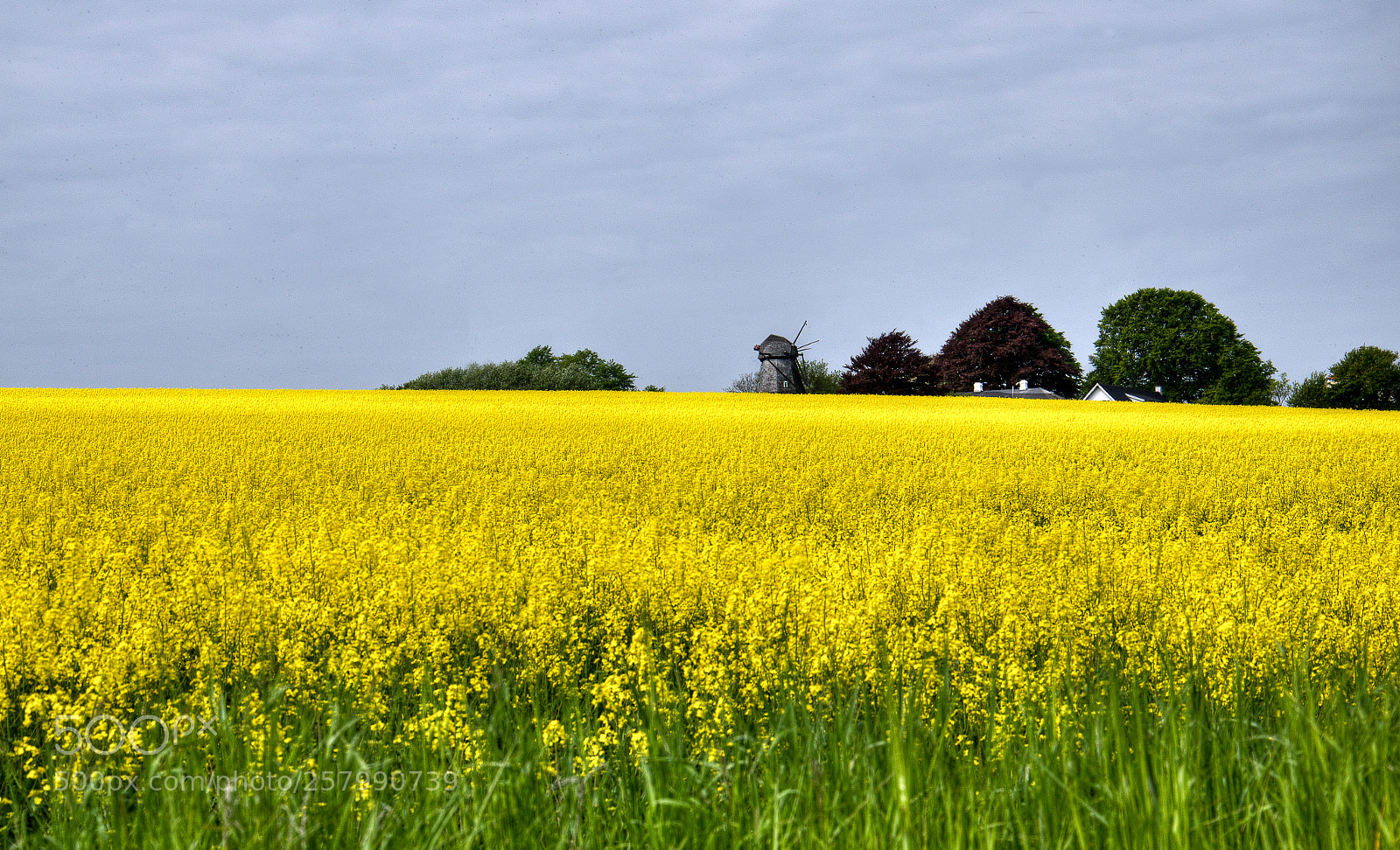 Nikon D7000 sample photo. Yellow photography