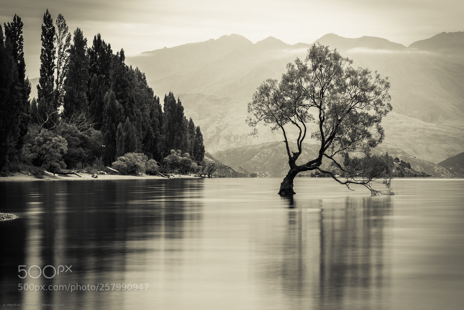 Nikon D750 sample photo. Wanaka tree photography