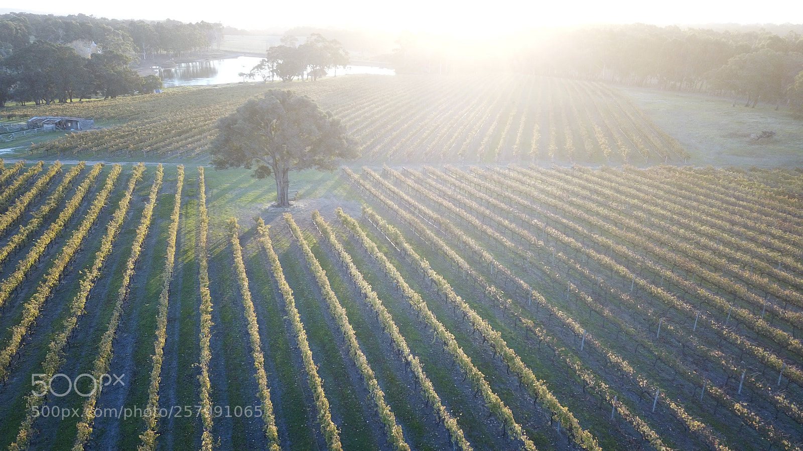 DJI FC220 sample photo. Vineyard light photography