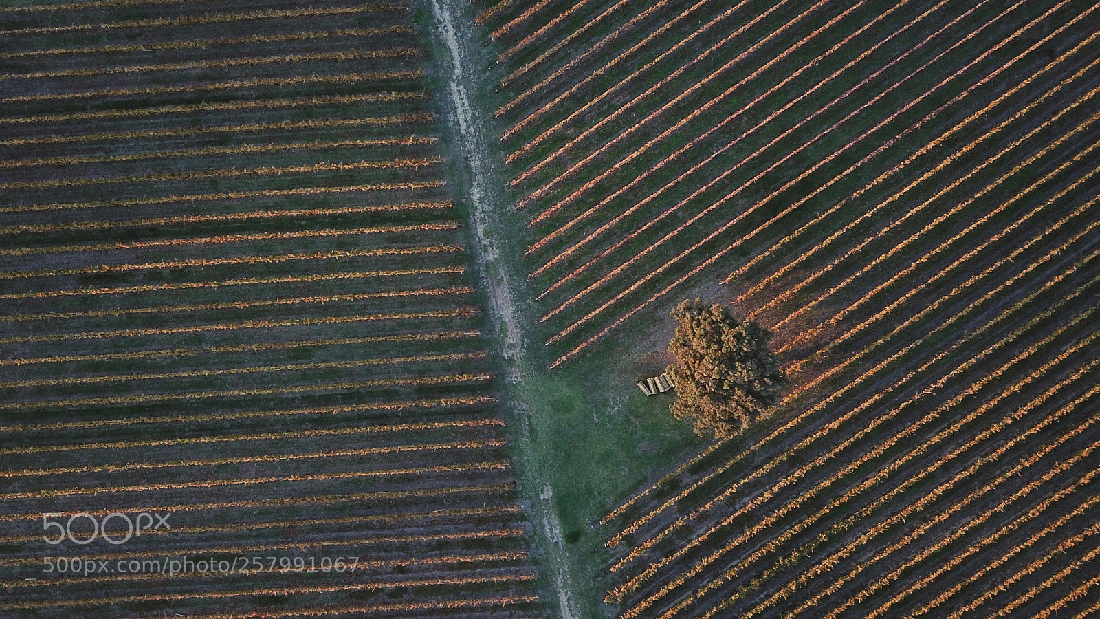 DJI FC220 sample photo. Autumn patterns photography