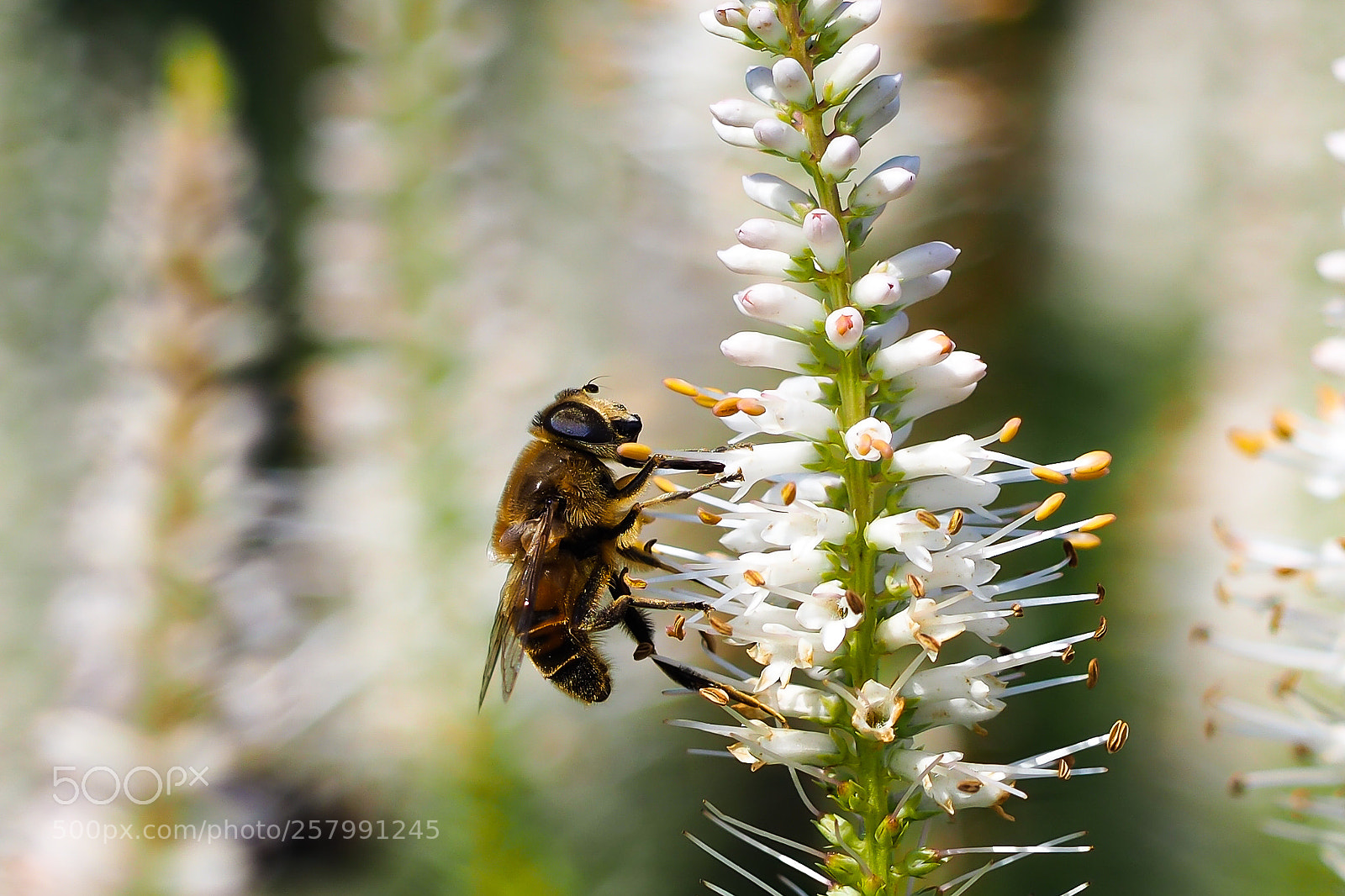 Olympus OM-D E-M10 II sample photo. Busy honey bee in photography