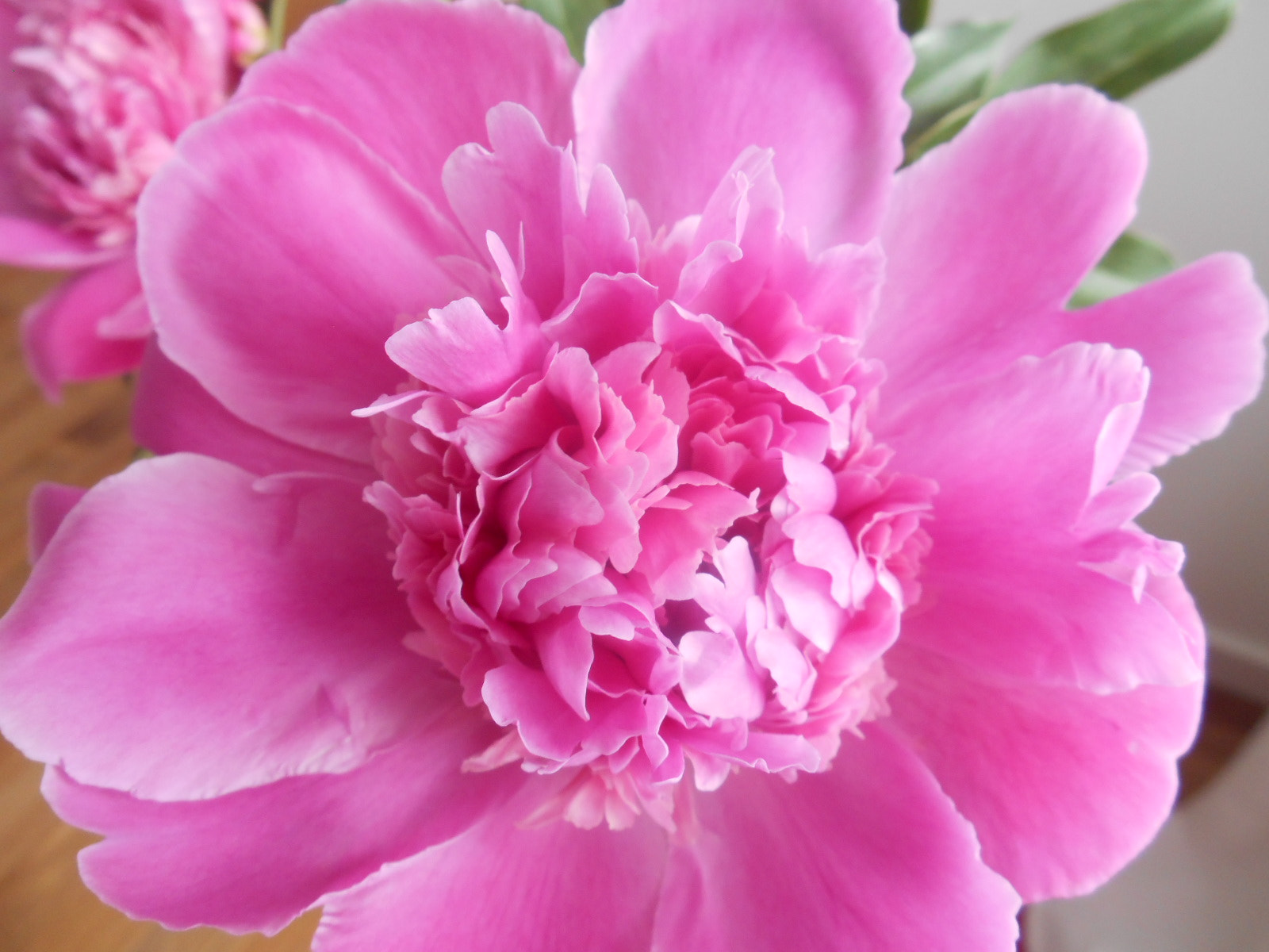 Nikon COOLPIX S3400 sample photo. My sweet peony:) photography
