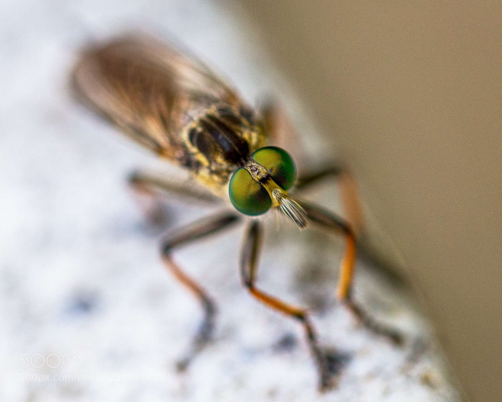 Canon EOS 6D sample photo. Eyes photography