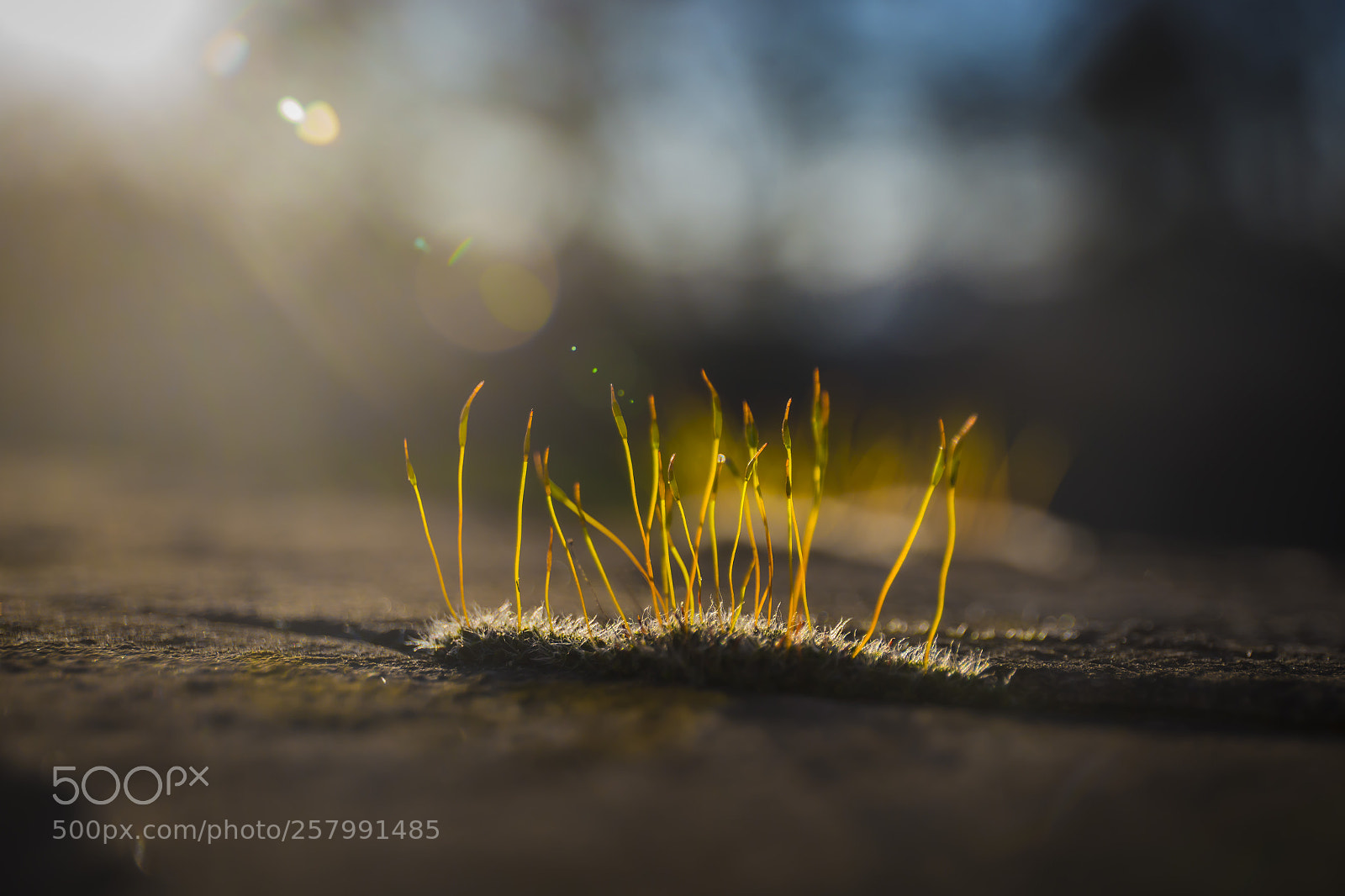 Canon EOS 6D sample photo. Moss photography