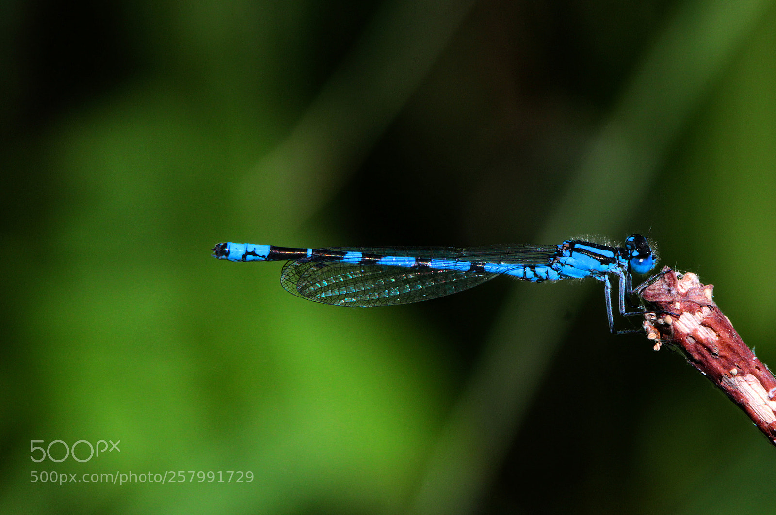 Canon EOS 600D (Rebel EOS T3i / EOS Kiss X5) sample photo. Vogel-azurjungfer photography