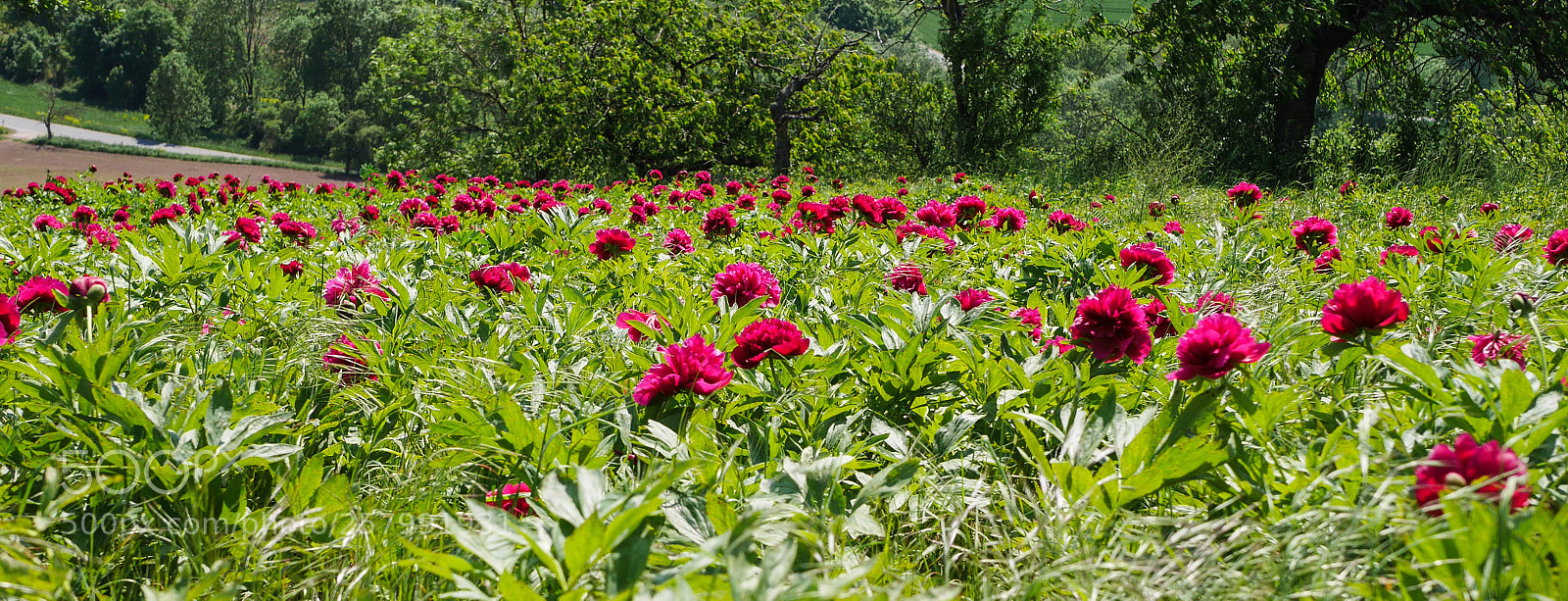 Panasonic Lumix DMC-GX7 sample photo. Peonies photography