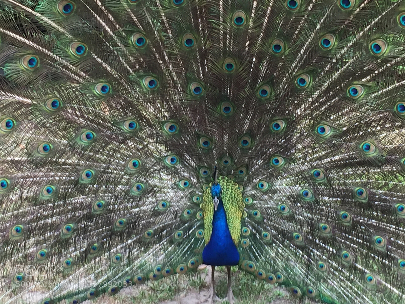 Apple iPhone 6 Plus sample photo. Peacock photography