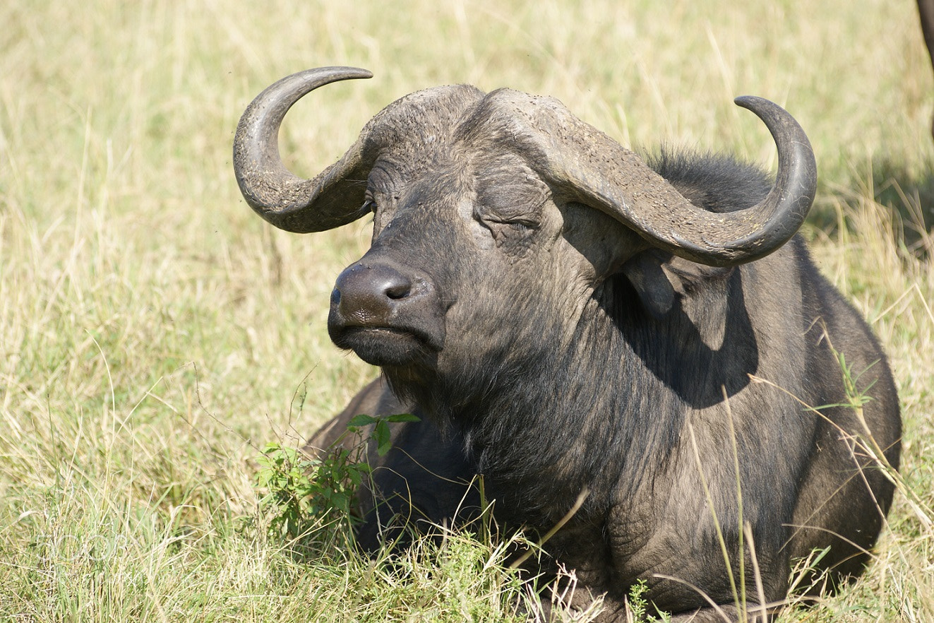 Sony Alpha DSLR-A390 sample photo. Sleeping buffalo photography