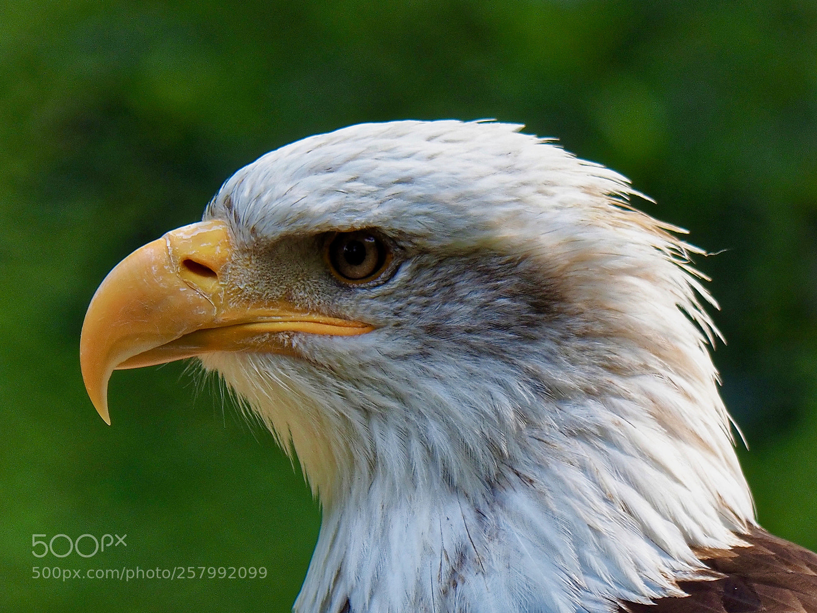 Olympus OM-D E-M1 Mark II sample photo. Bald eagle photography