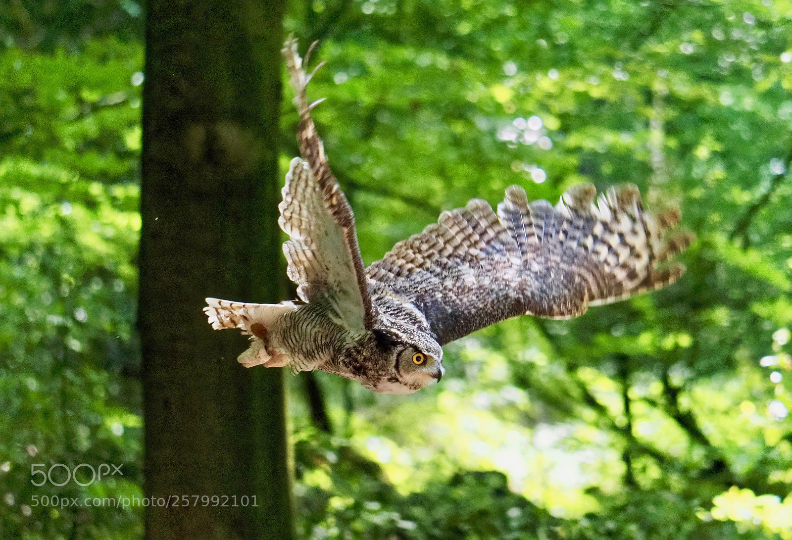 Olympus OM-D E-M1 Mark II sample photo. Flying owl photography