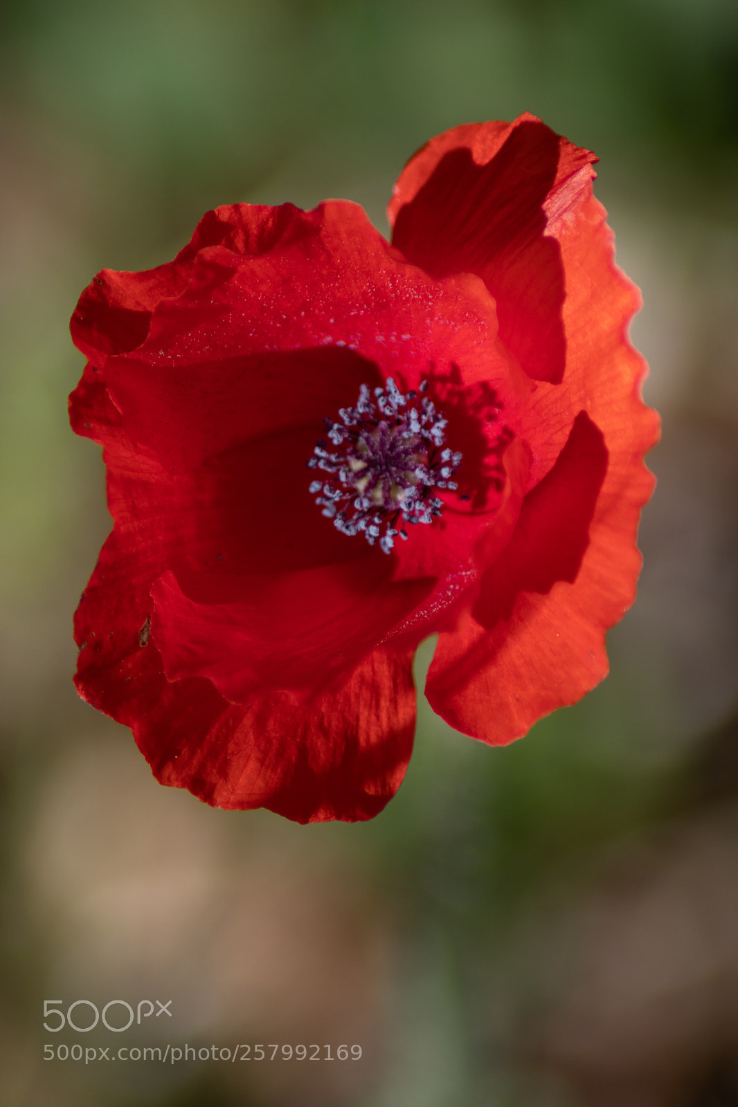 Canon EOS 77D (EOS 9000D / EOS 770D) sample photo. Untitled photography