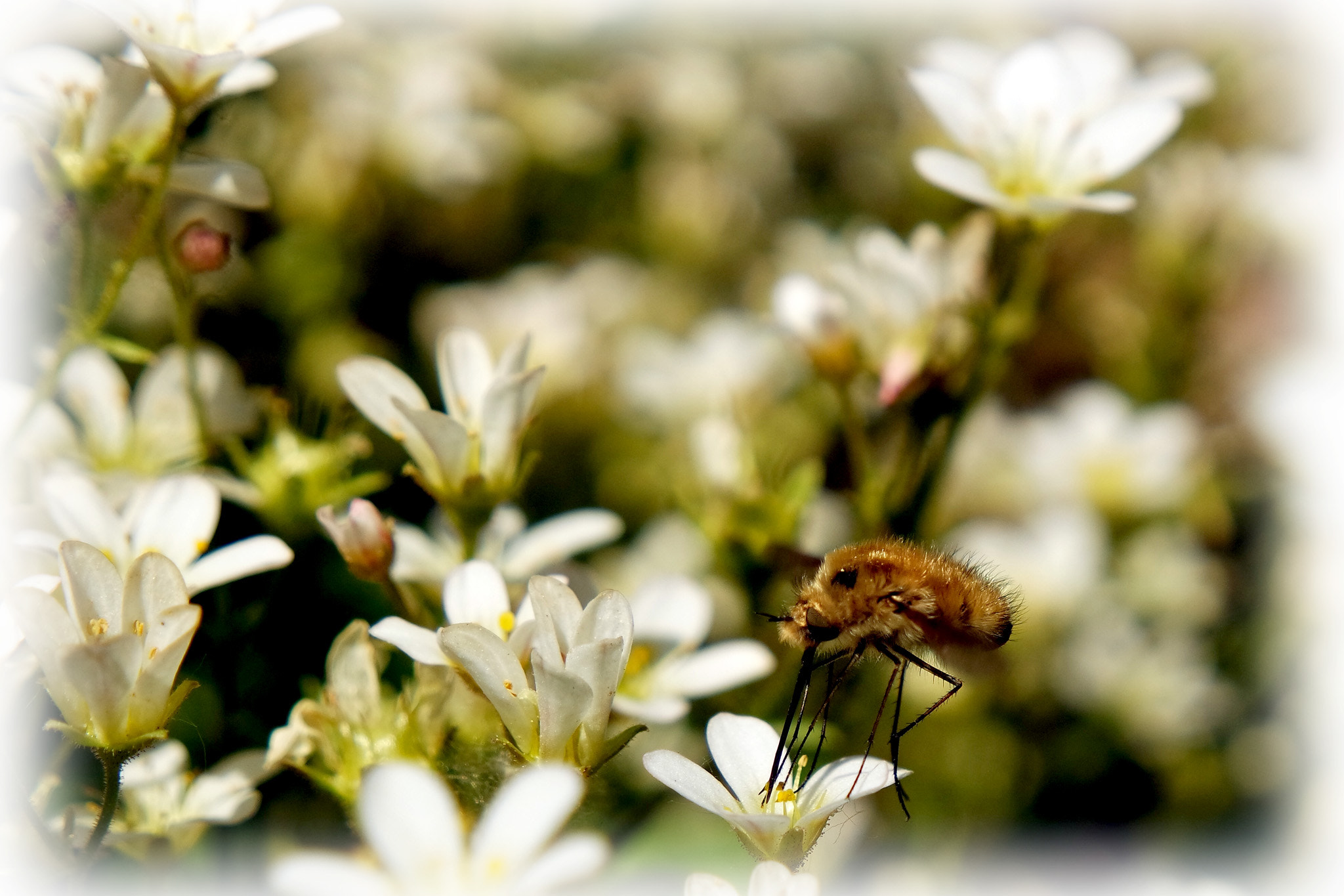 Samsung NX3300 sample photo. Wollschweber auf dem mauerpfeffer photography