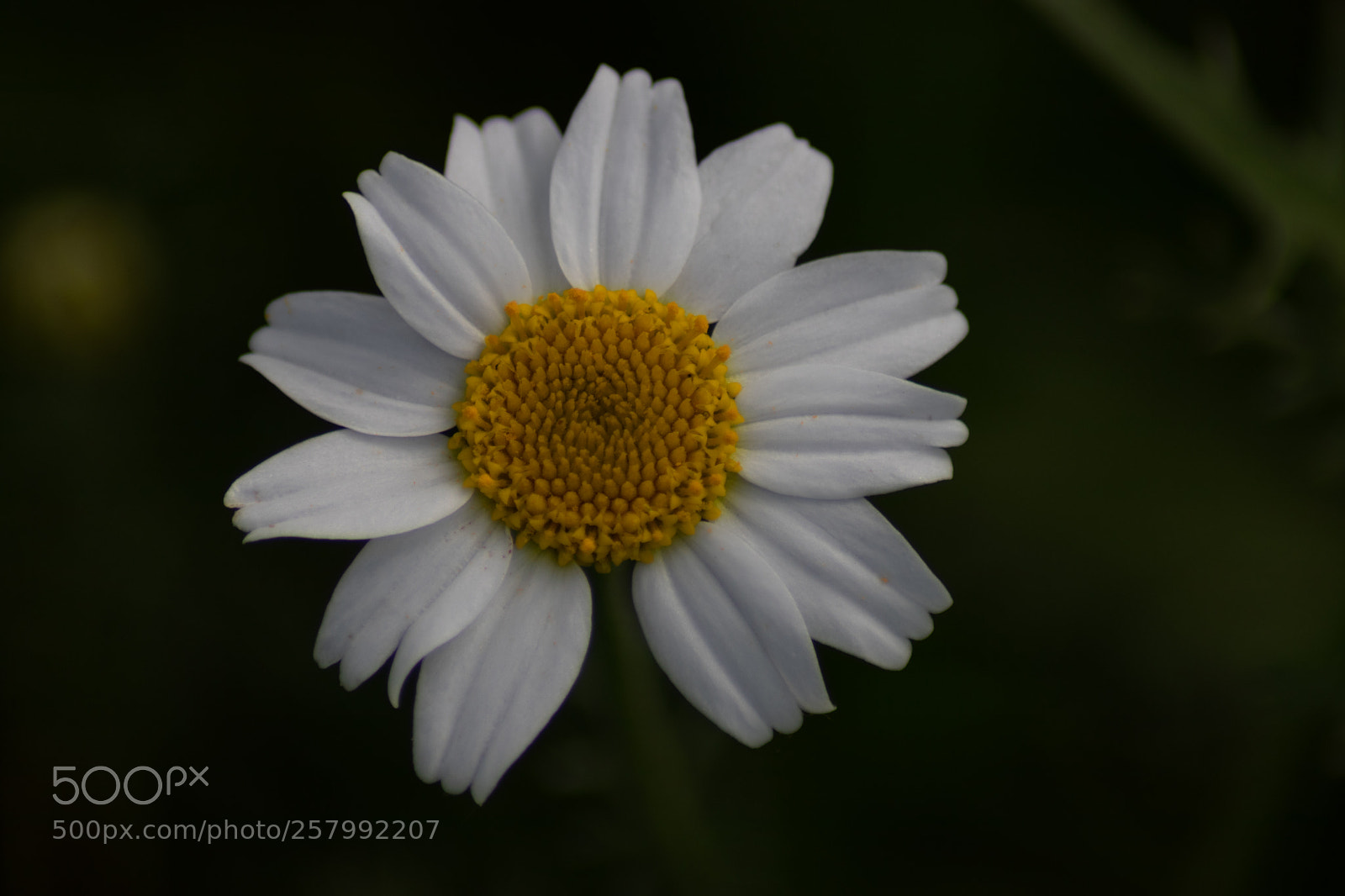 Canon EOS 77D (EOS 9000D / EOS 770D) sample photo. Untitled photography