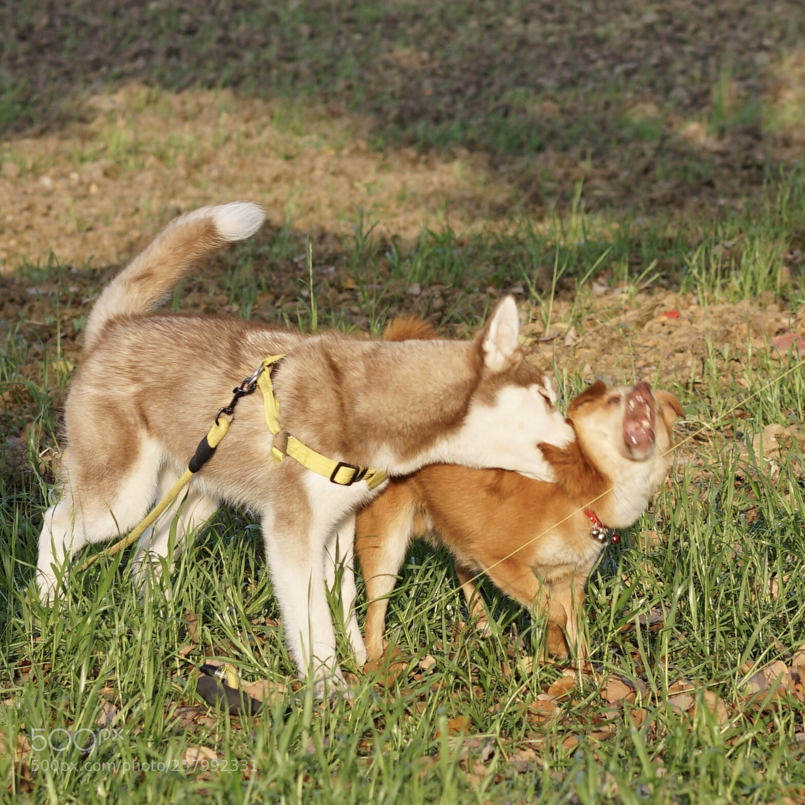 Sony a7 II sample photo. No！ah～～～ photography