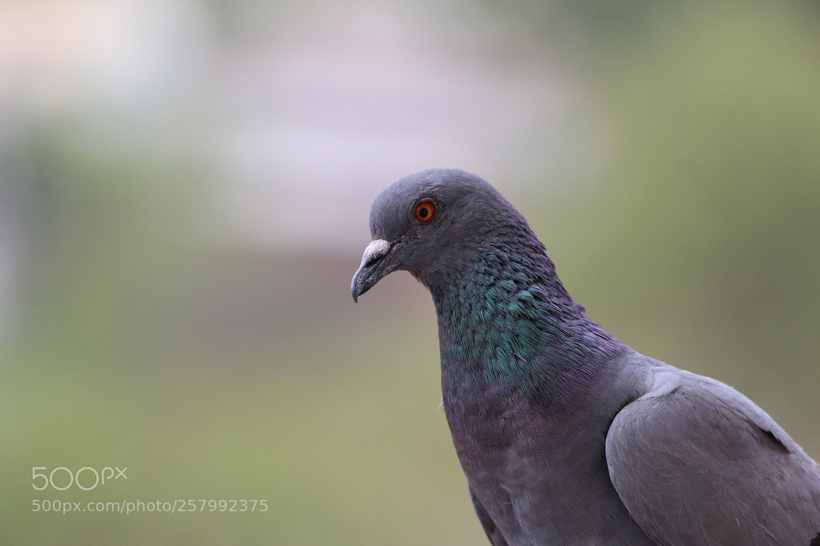 Canon EF-S 55-250mm F4-5.6 IS II sample photo. Img photography