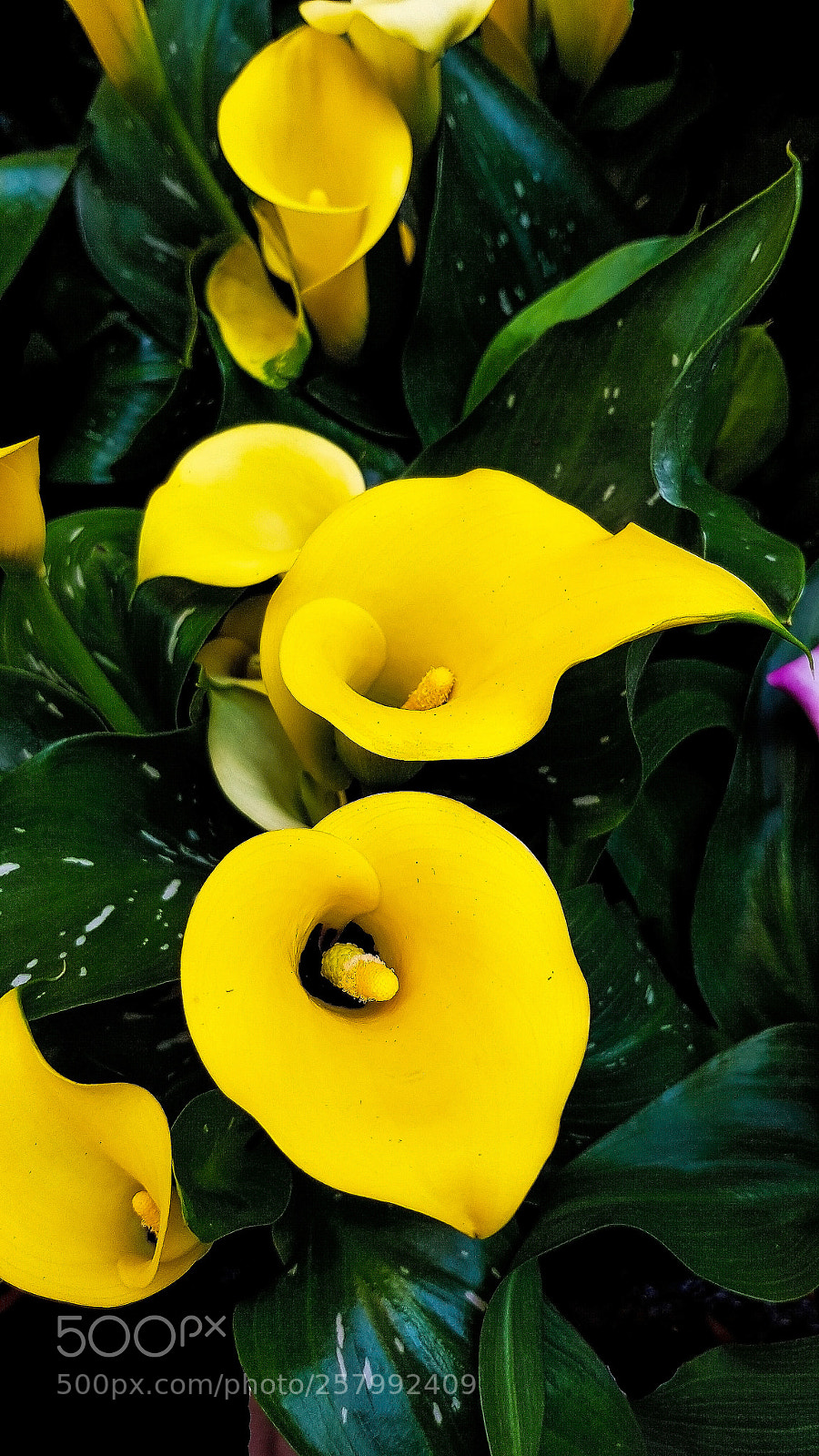 Samsung Galaxy S8 sample photo. Yellow kalla flowers. photography