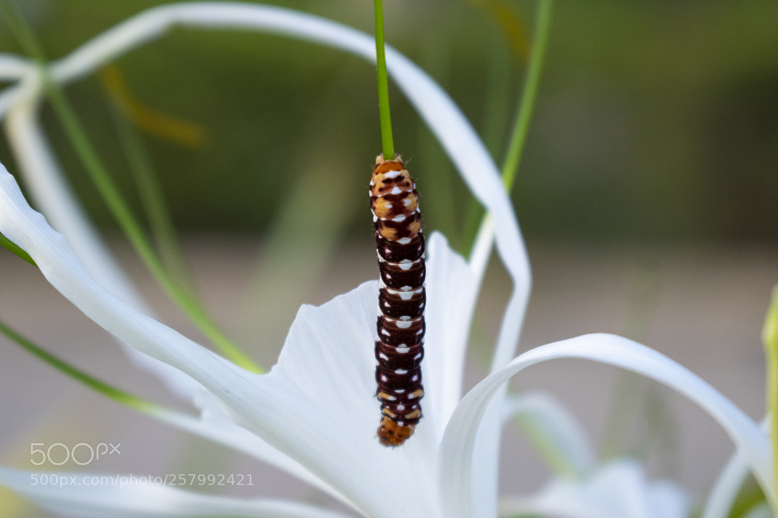 Nikon D5300 sample photo. Yellow glassy tiger caterpillar photography