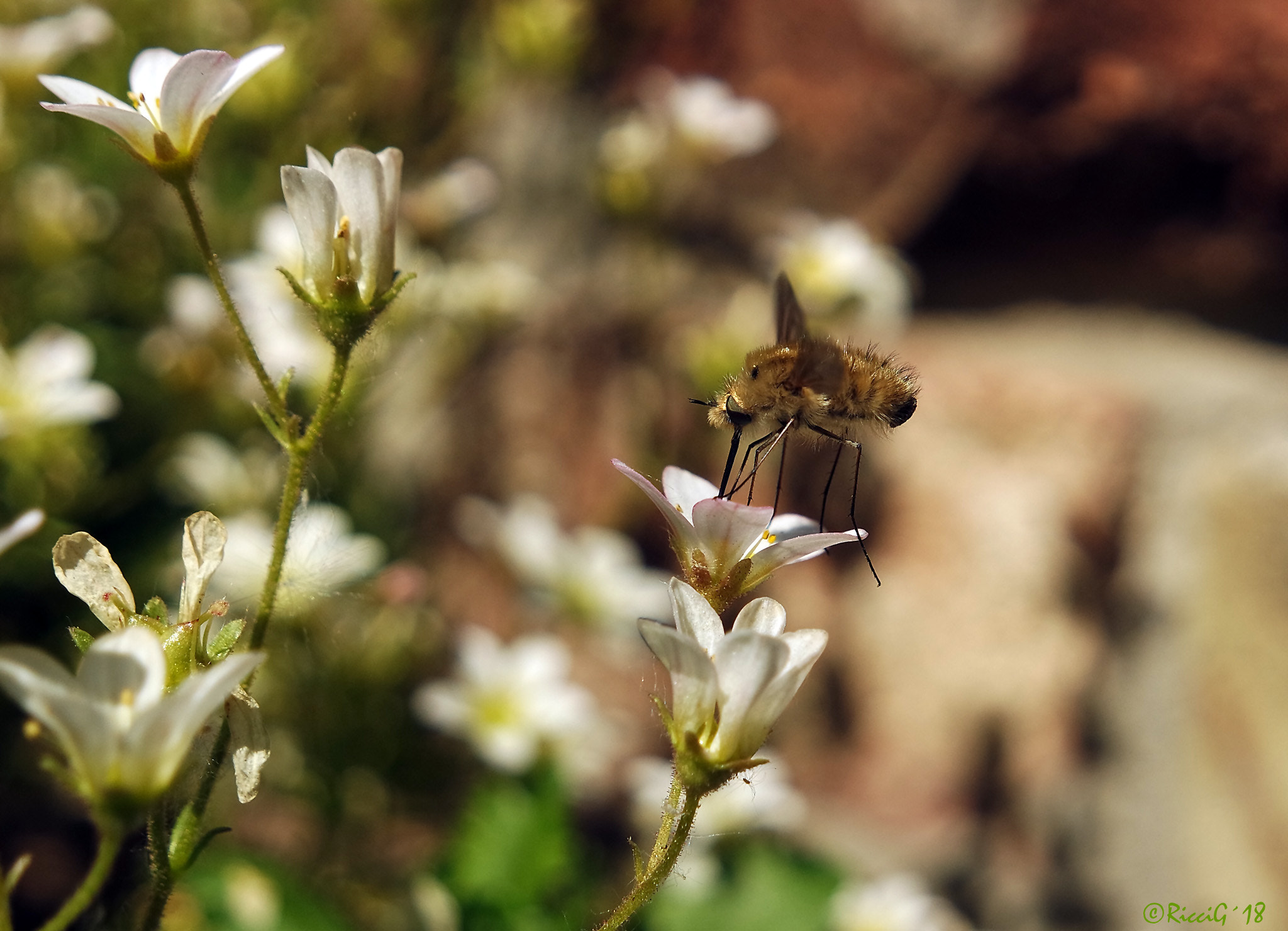 Samsung NX3300 sample photo. Wollschweber photography