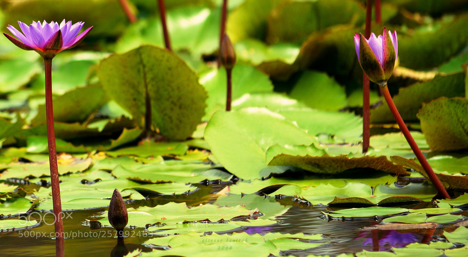 Nikon D5200 sample photo. Fl r de vit photography