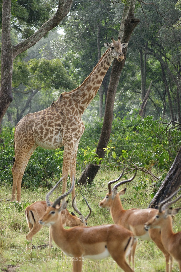 Sony Alpha DSLR-A390 sample photo. Giraffe and antilopes photography
