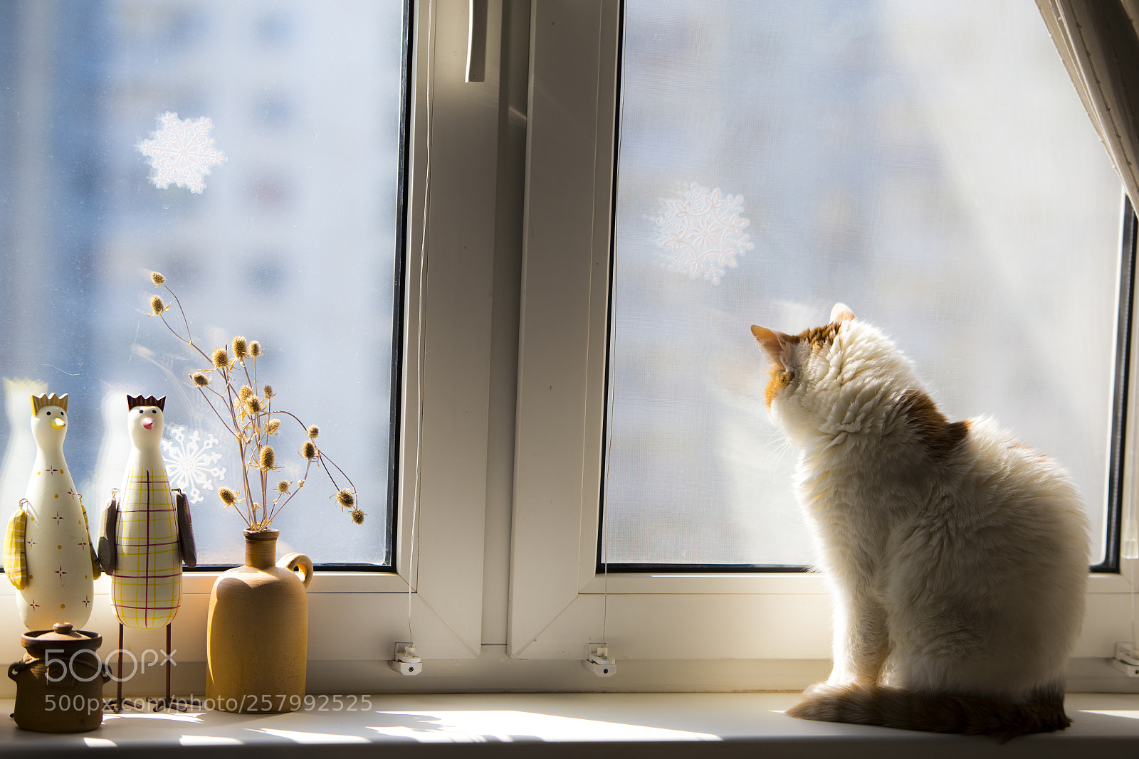 Canon EOS 6D sample photo. White cat photography