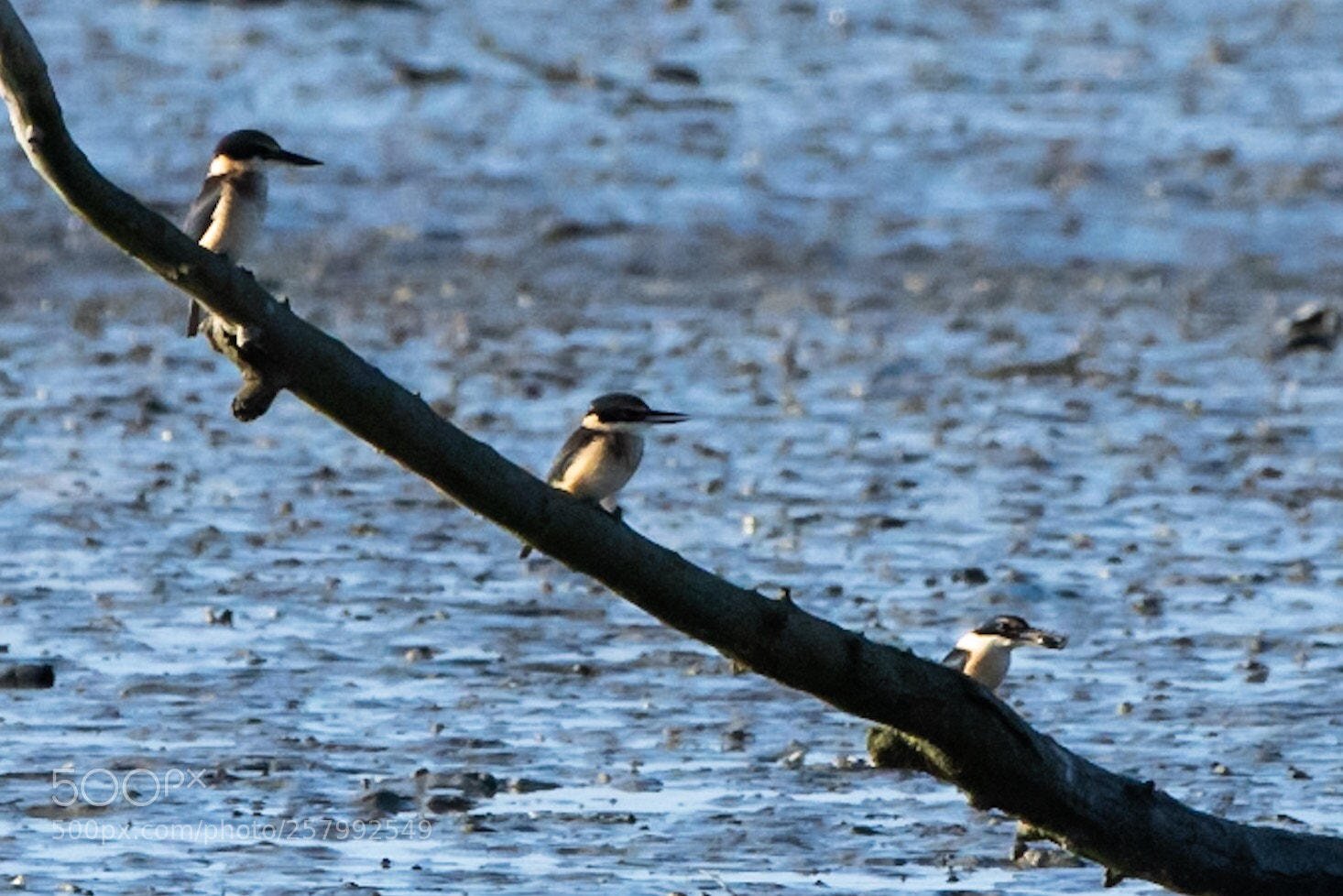 Nikon D500 sample photo. Sacred kingfisher k tare photography