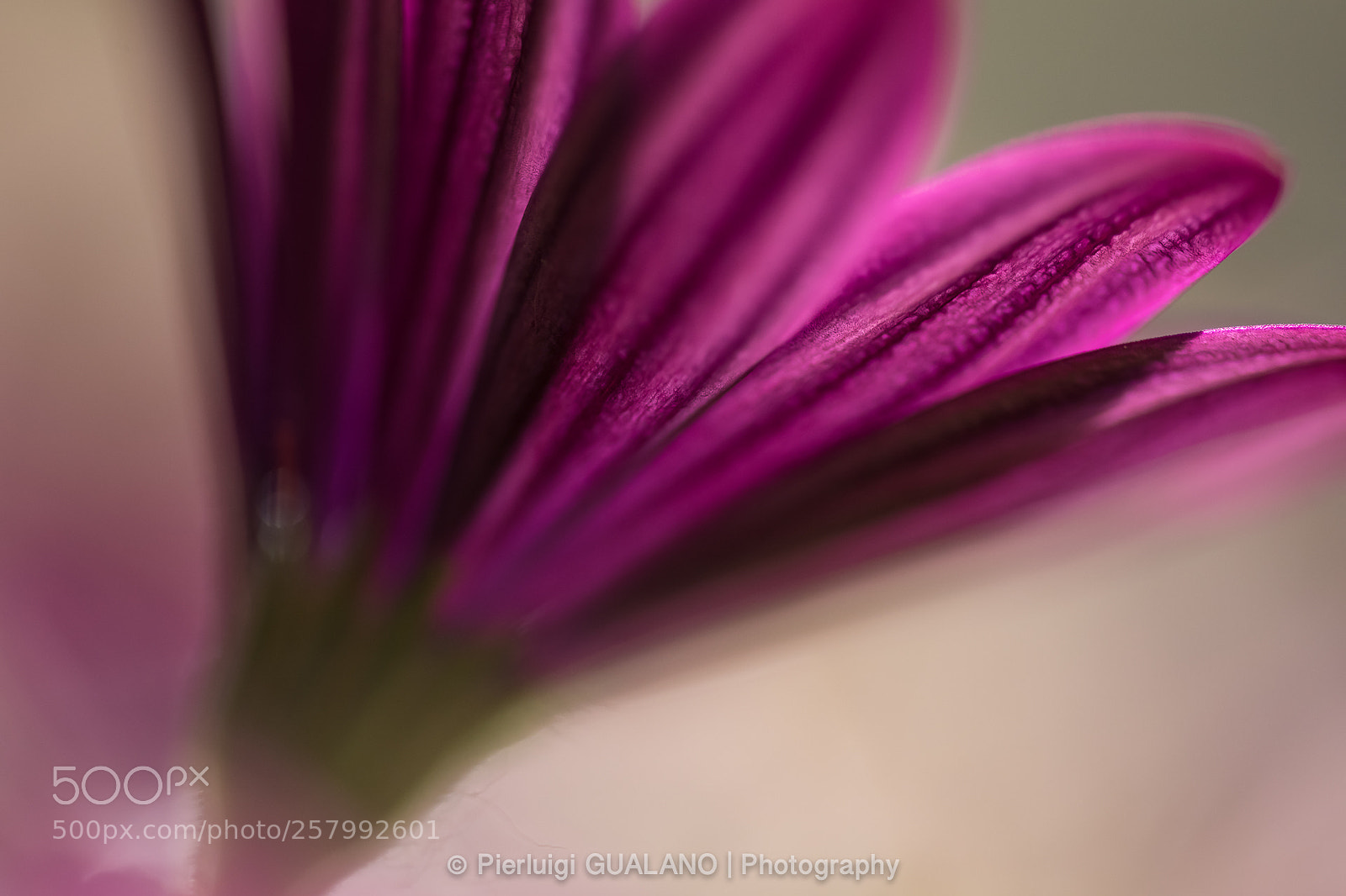 Nikon D850 sample photo. Flower photography