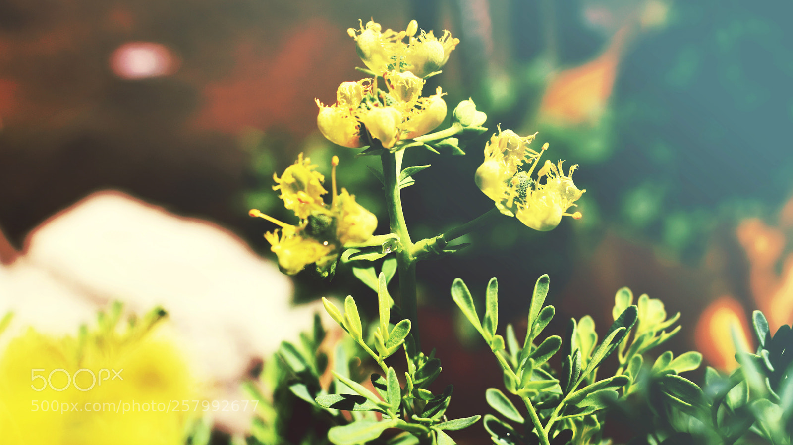 Nikon D5300 sample photo. Flower photography