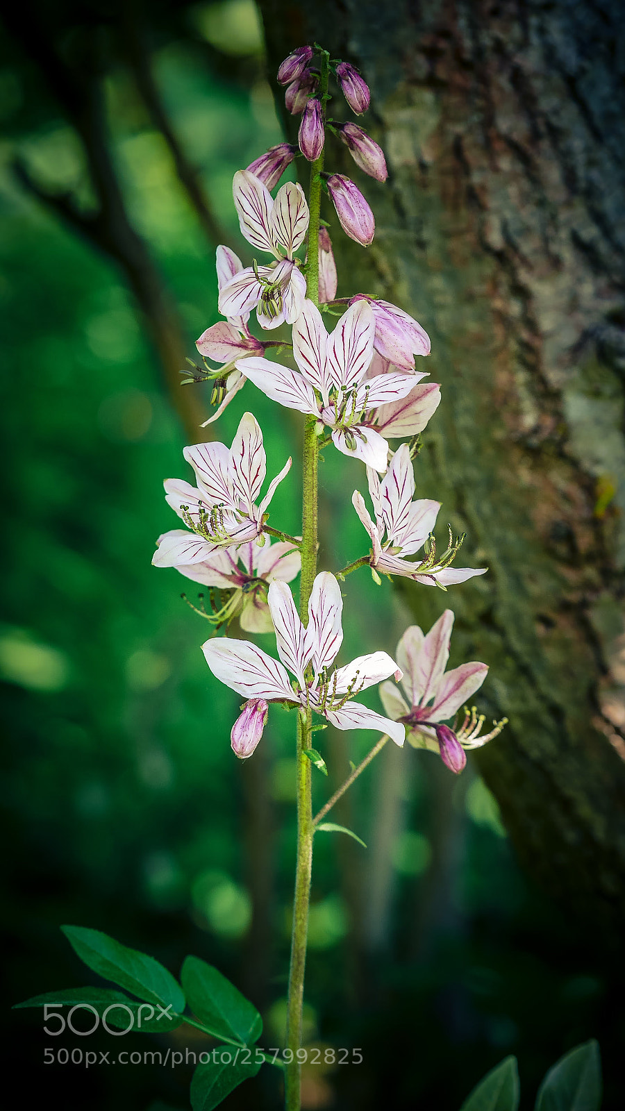 Panasonic Lumix DMC-GX7 sample photo. Orchids photography