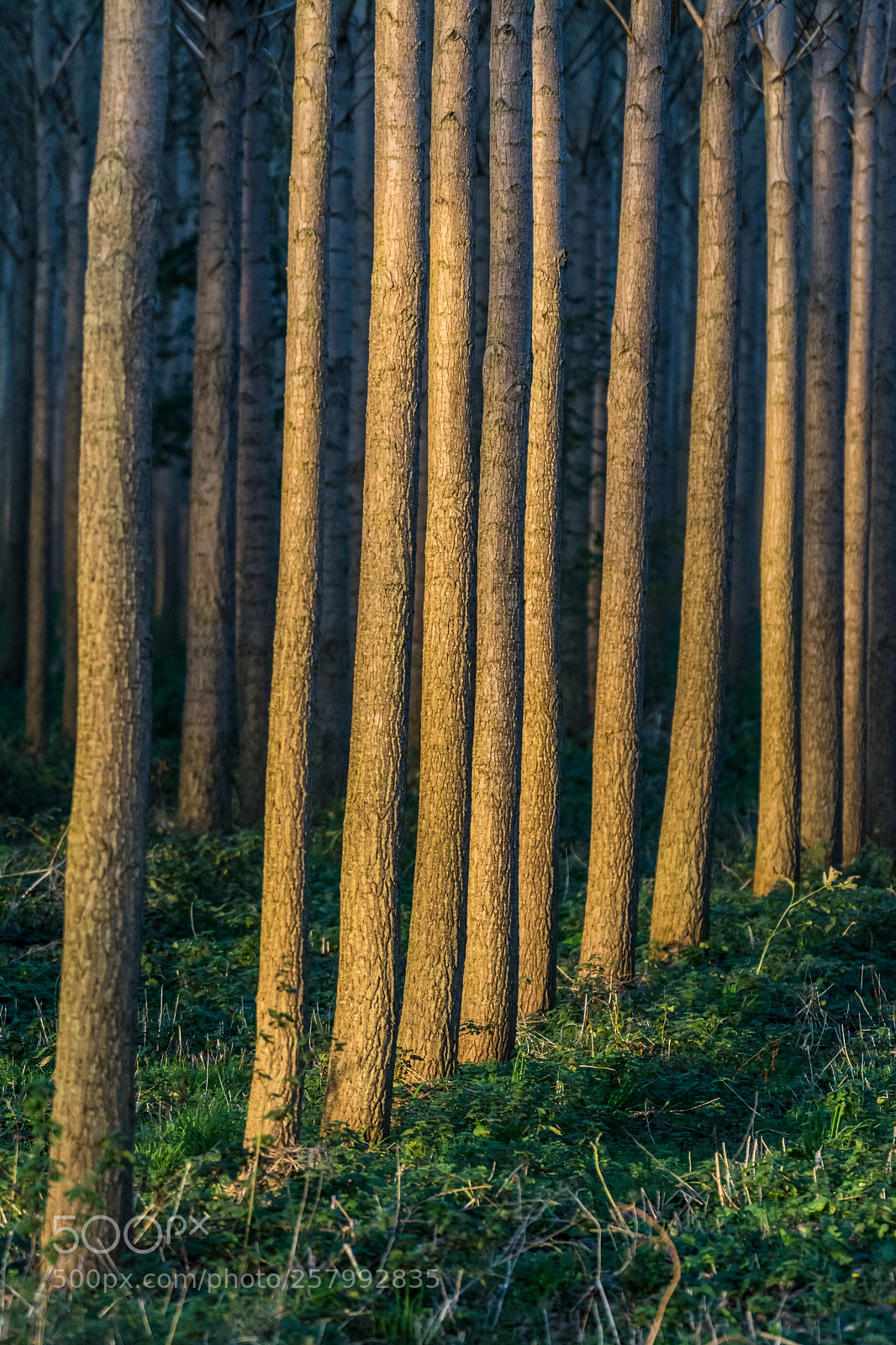 Nikon D7100 sample photo. Lit repetition photography