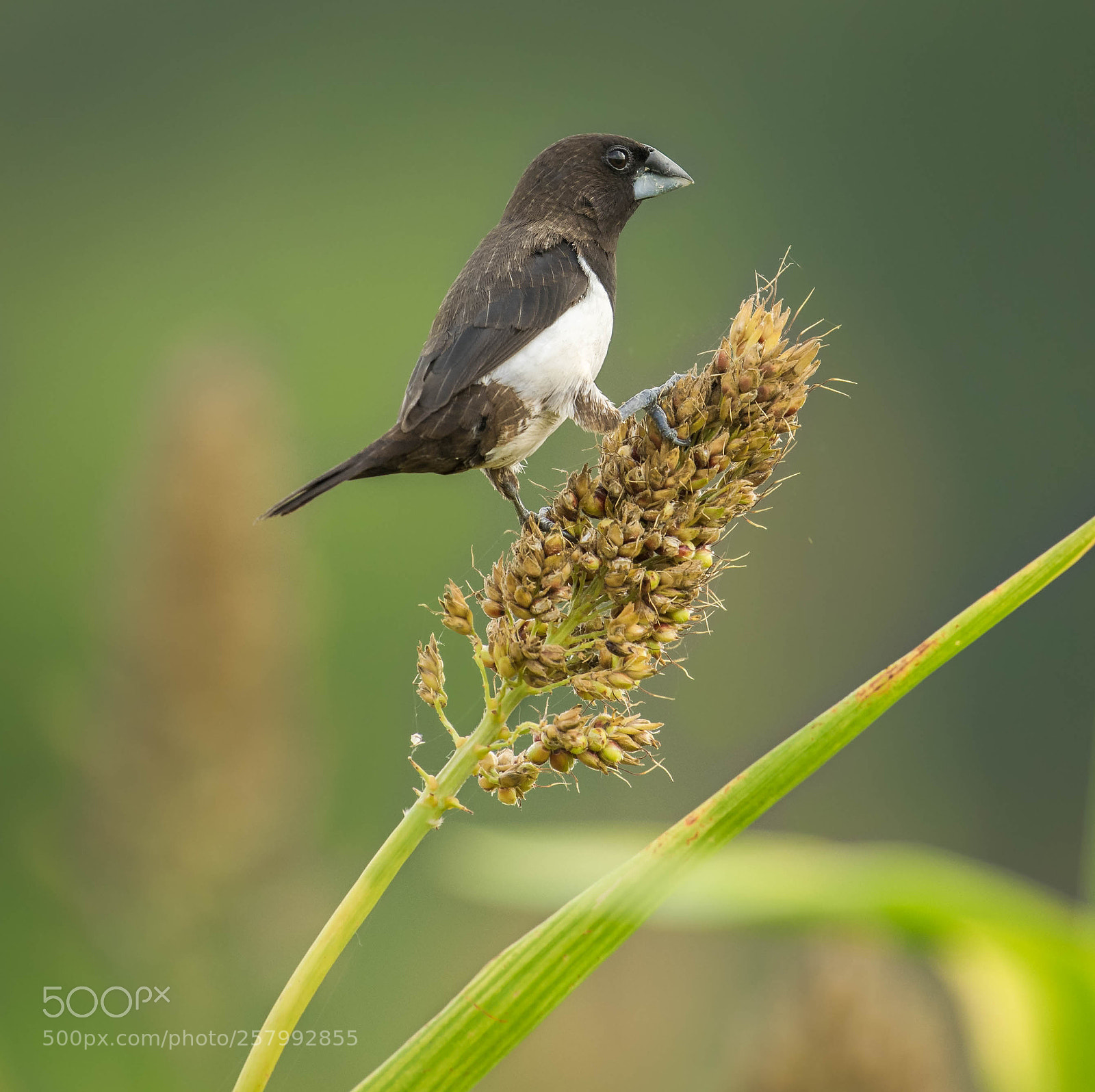 Nikon D5300 sample photo. White rumped munia photography