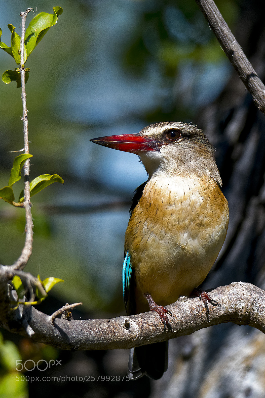 Nikon D500 sample photo. Brown-hooded kingfisher photography