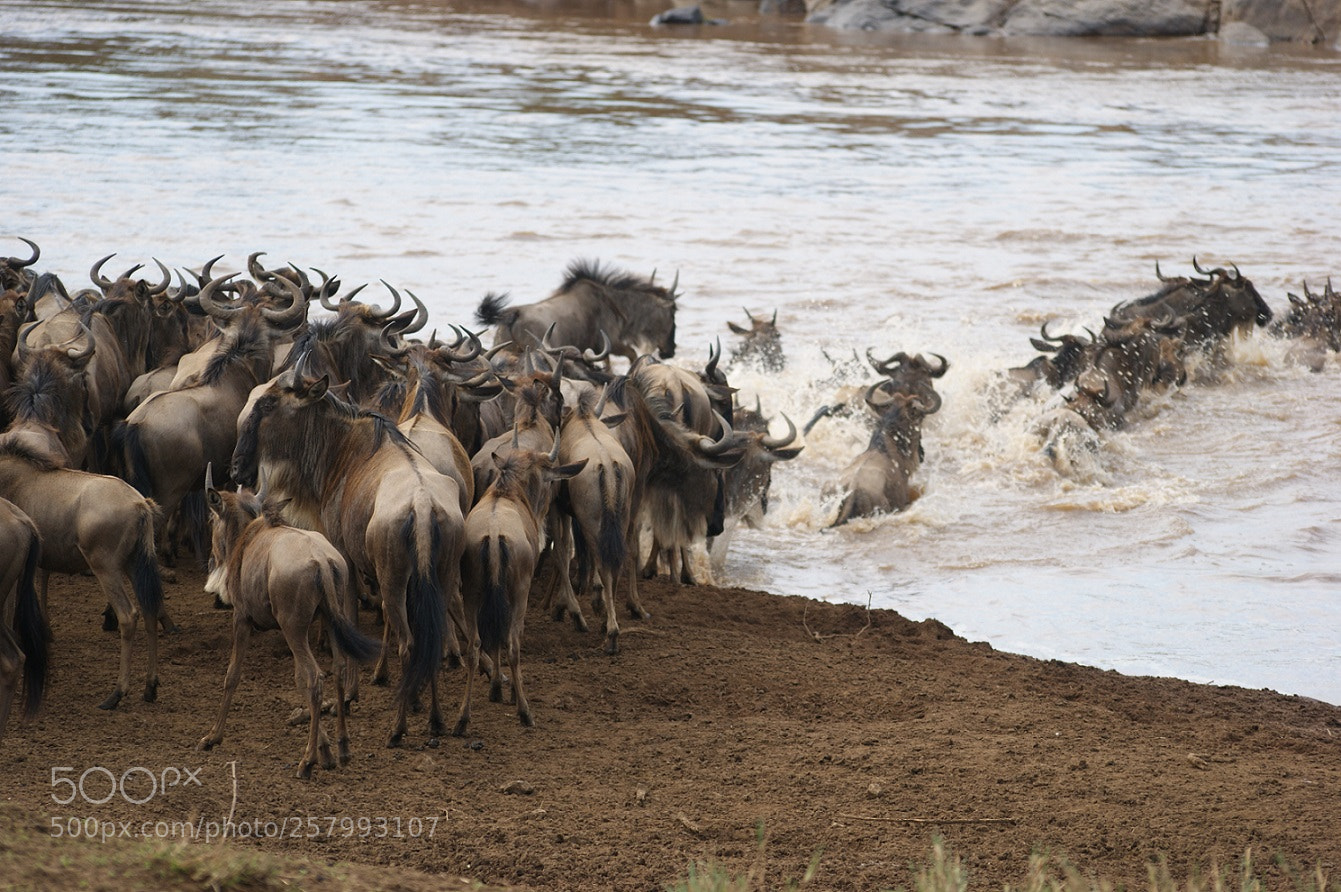 Sony Alpha DSLR-A390 sample photo. Gnus crossing mara river photography