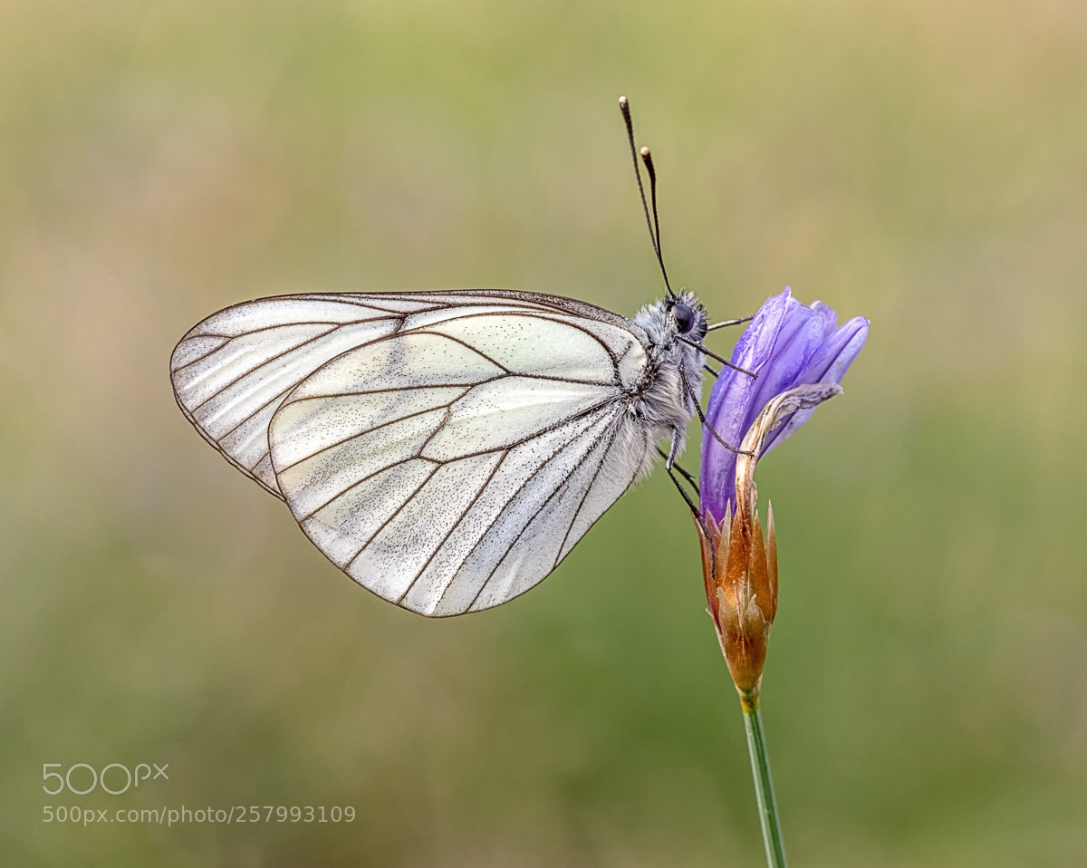 Canon EOS 5D Mark IV sample photo. Black veined white  photography