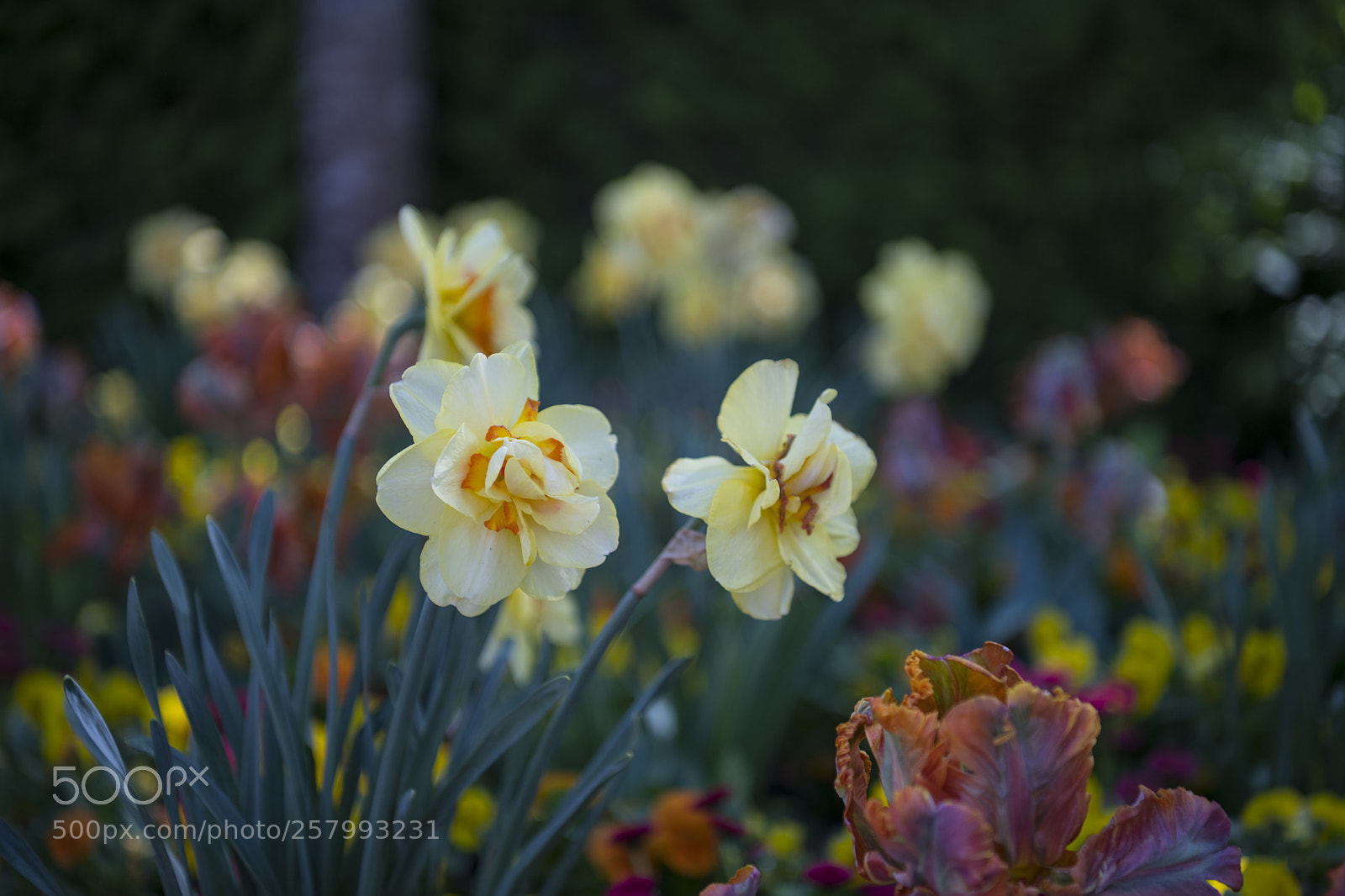 Nikon D850 sample photo. Flowers photography