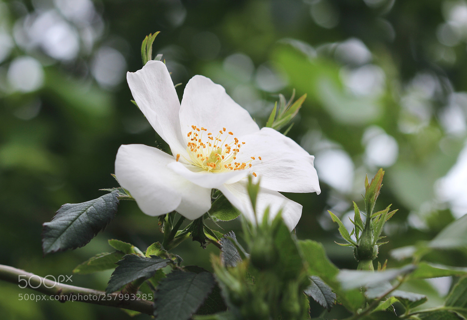 Canon EOS 600D (Rebel EOS T3i / EOS Kiss X5) sample photo. Flowering briar photography