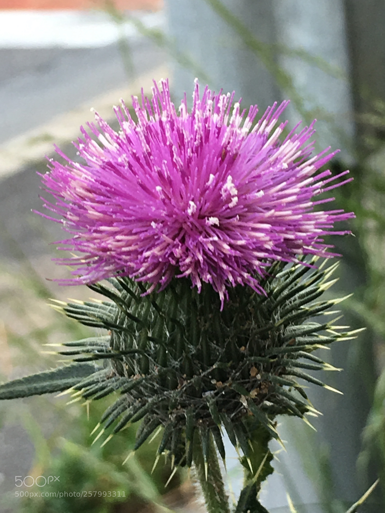 Apple iPhone 6s Plus sample photo. Spring2018 flowers photography