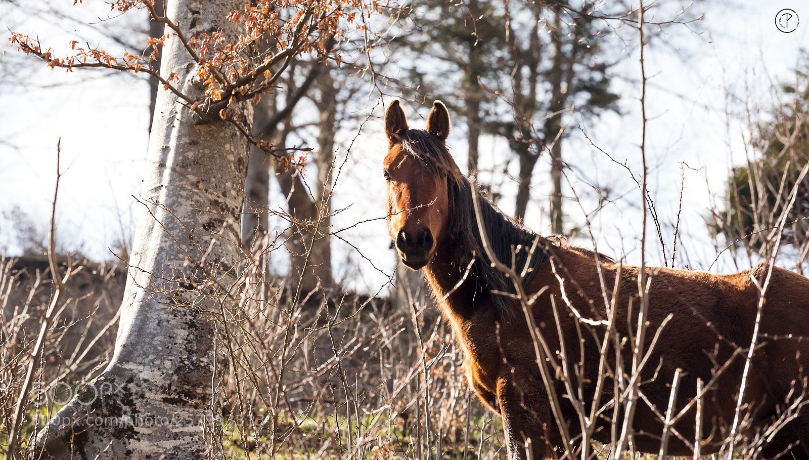 Canon EOS 5D Mark IV sample photo. Fantasy horse photography