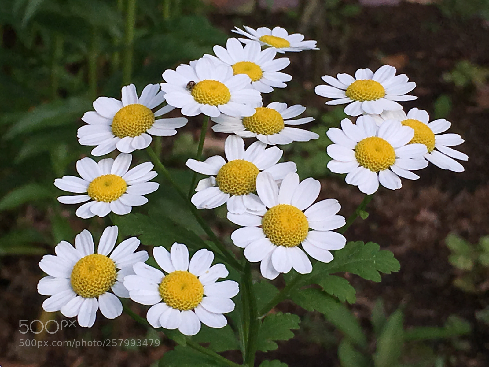 Apple iPhone 6s Plus sample photo. Spring2018 flowers photography