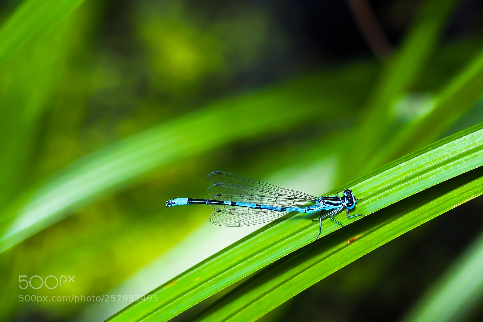 Olympus OM-D E-M10 II sample photo. Damselfly resting photography