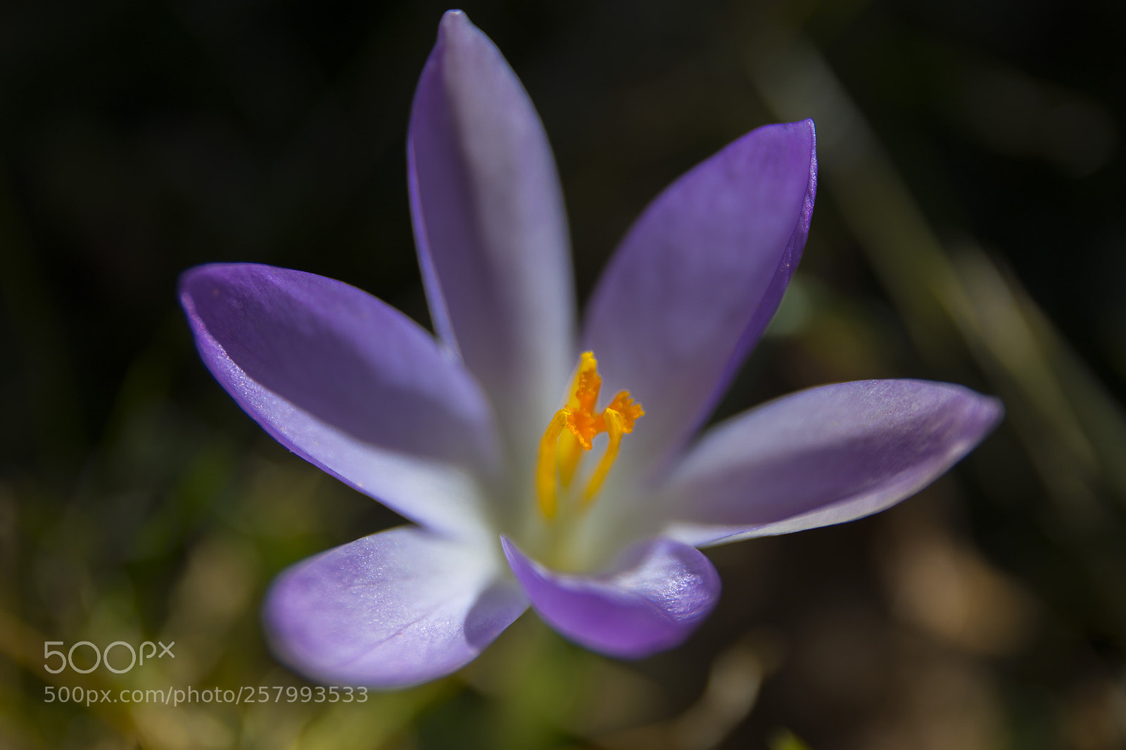 Canon EOS 6D sample photo. Flower photography