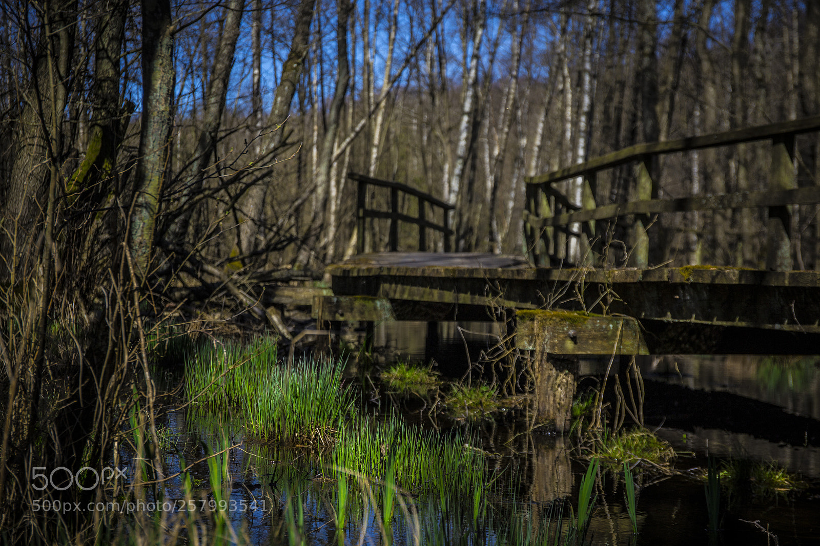 Canon EOS 6D sample photo. Swamp in denmark photography