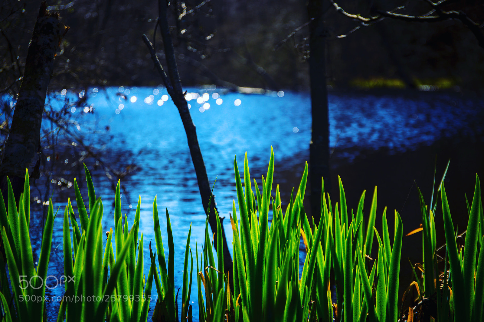 Canon EOS 6D sample photo. Spring is comming photography