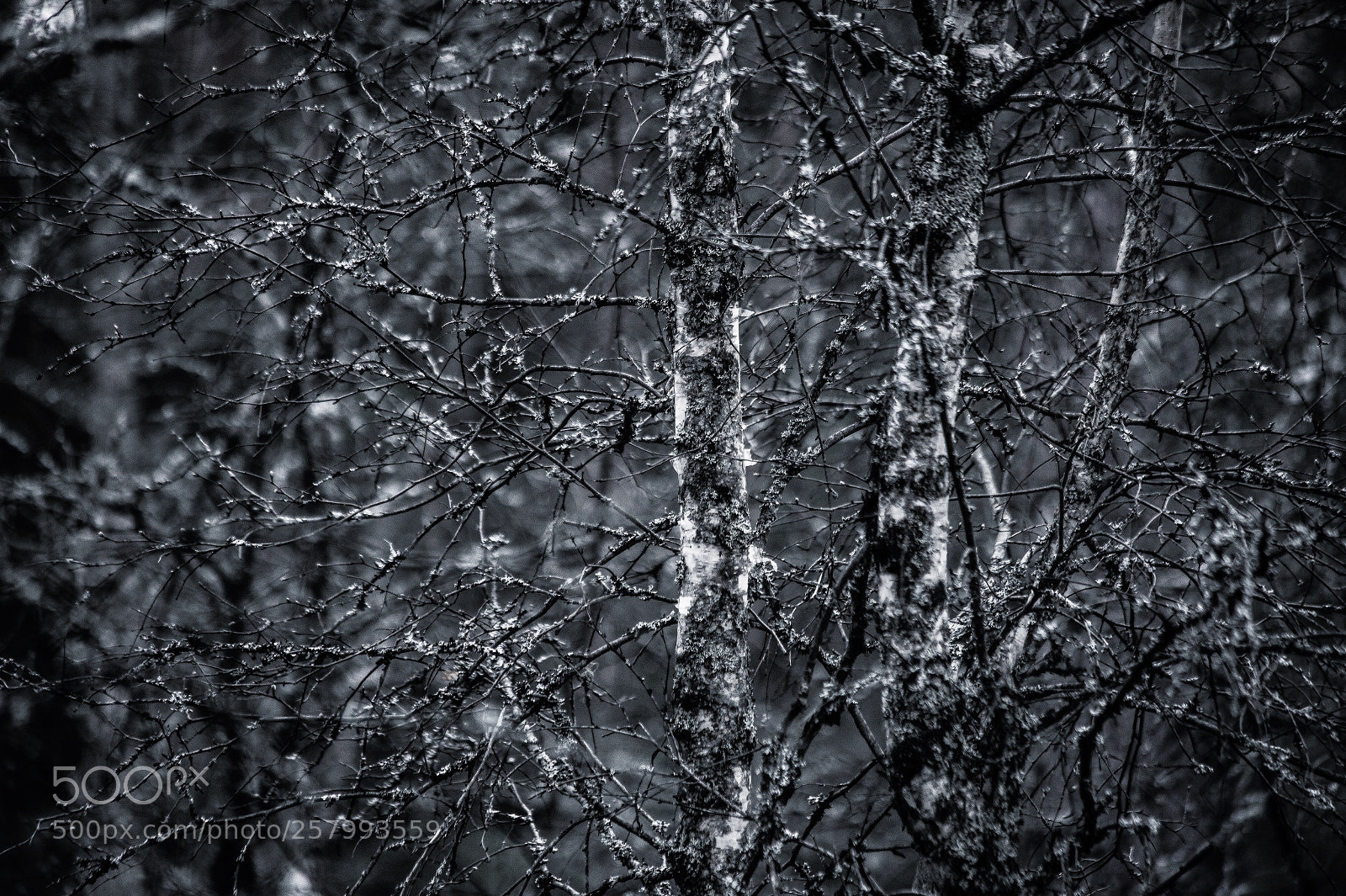 Canon EOS 6D sample photo. Forest net photography